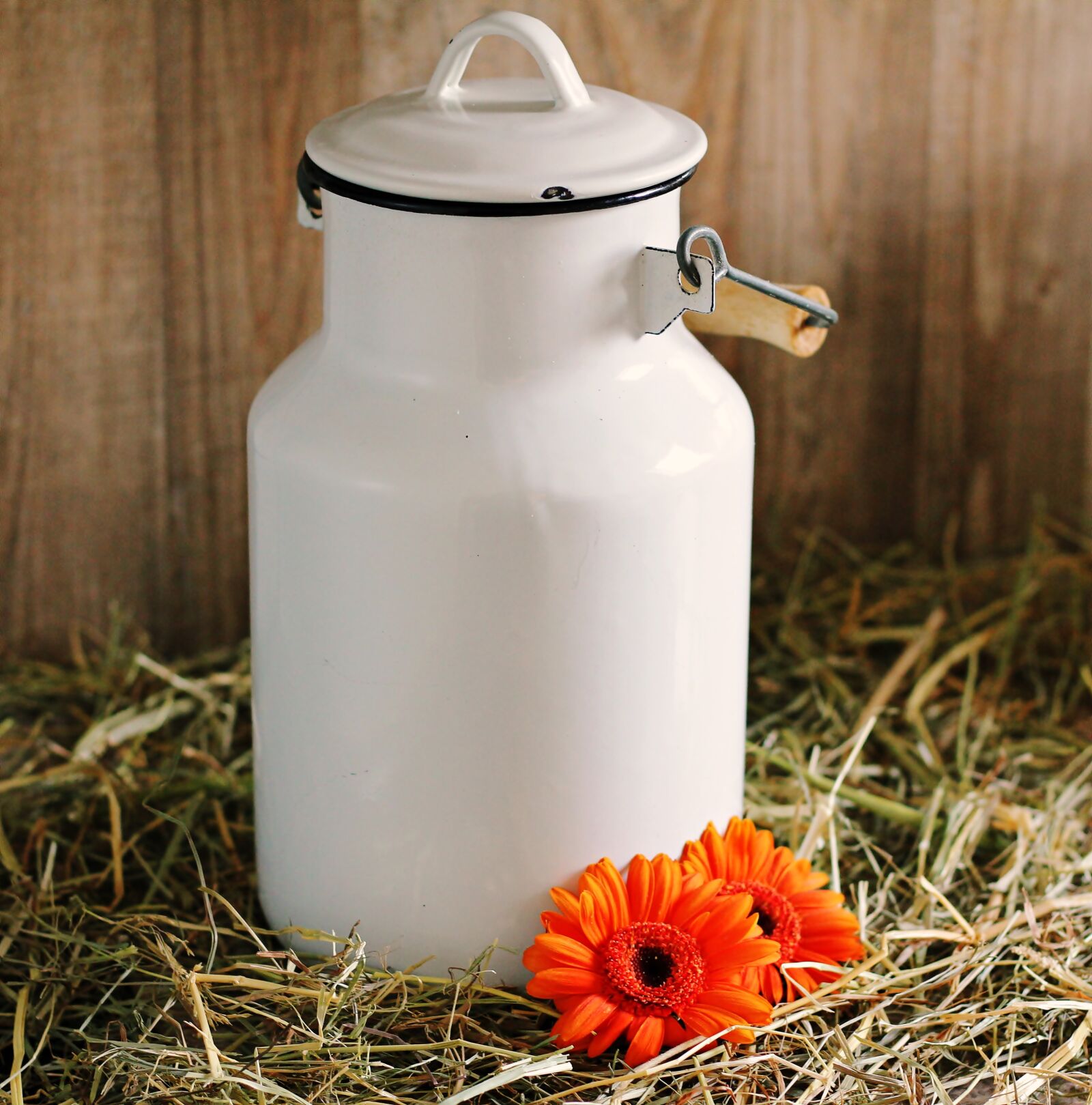 Canon EOS 550D (EOS Rebel T2i / EOS Kiss X4) sample photo. Milk can, gerbera, flowers photography