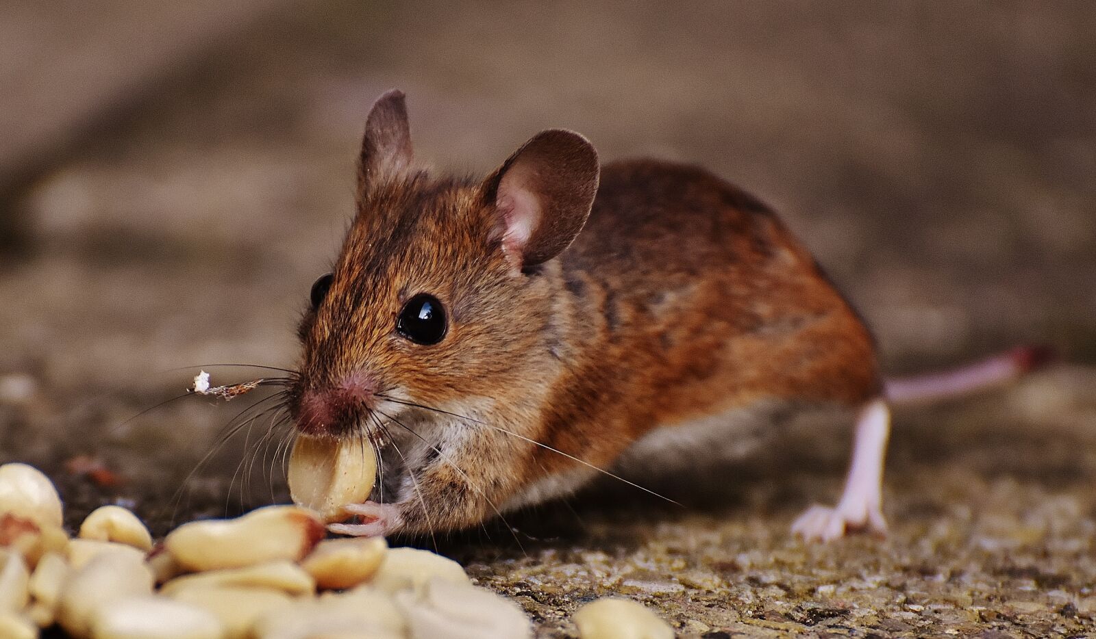 Nikon D7200 sample photo. Mouse, rodent, cute photography