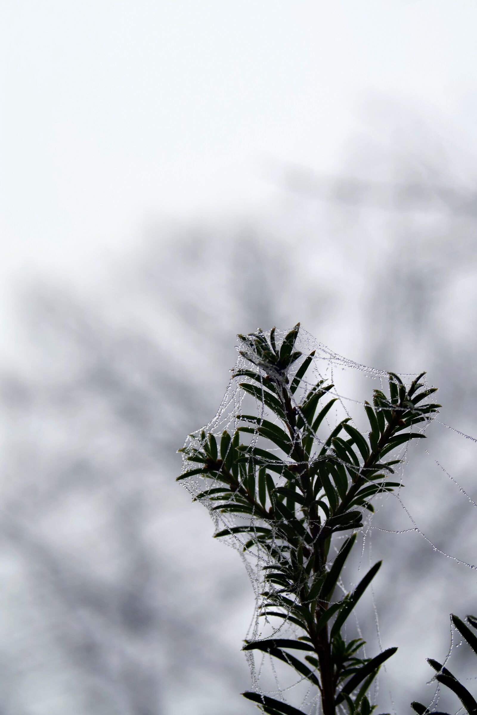 Pentax K-S2 sample photo. Spruce, cobweb, ice photography