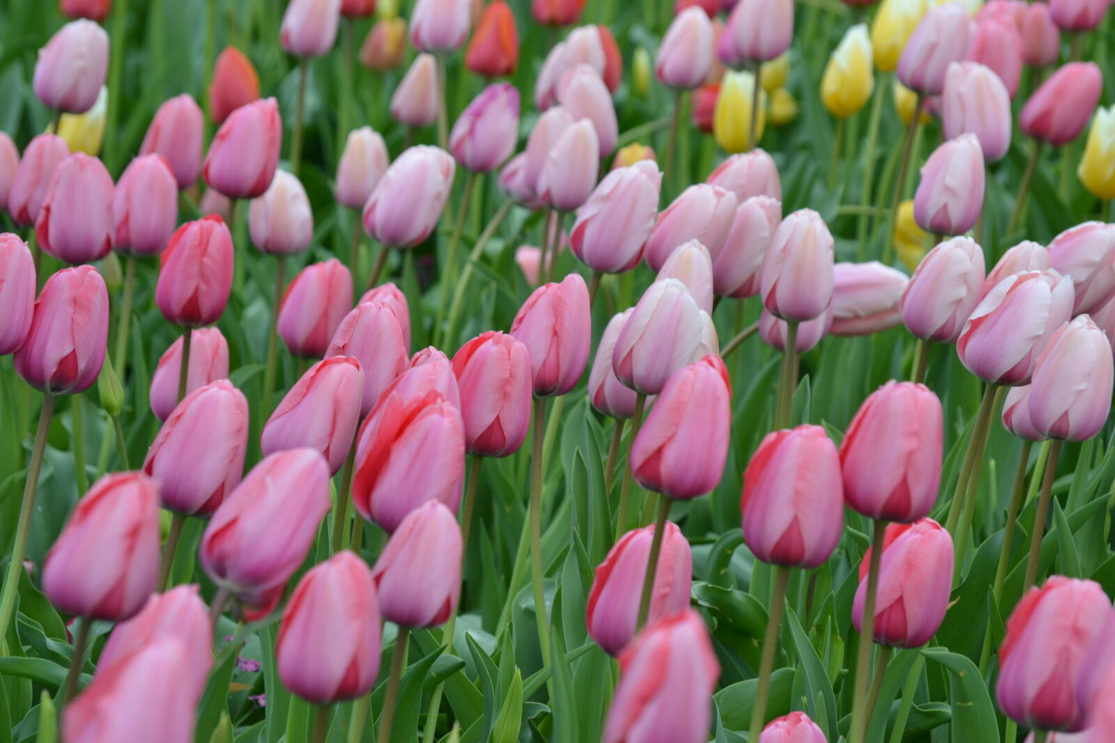 Nikon D3100 sample photo