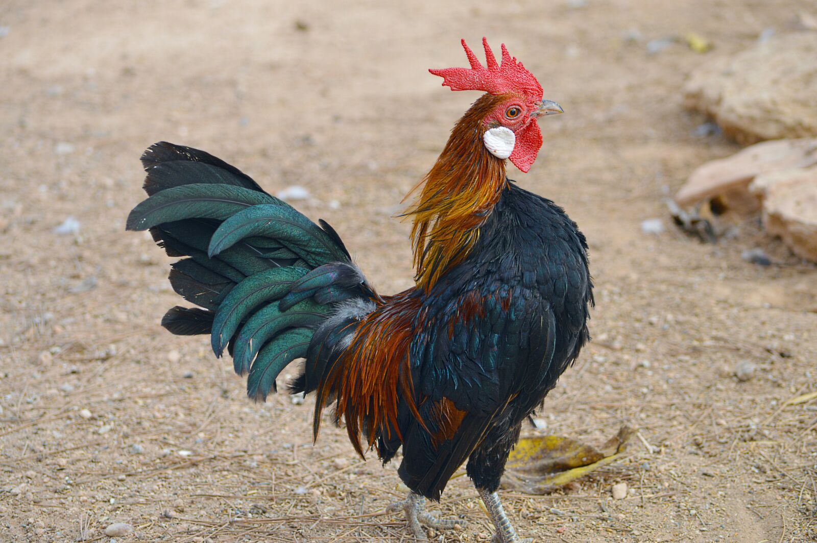 Nikon D3200 sample photo. Gallo, colors, ave photography