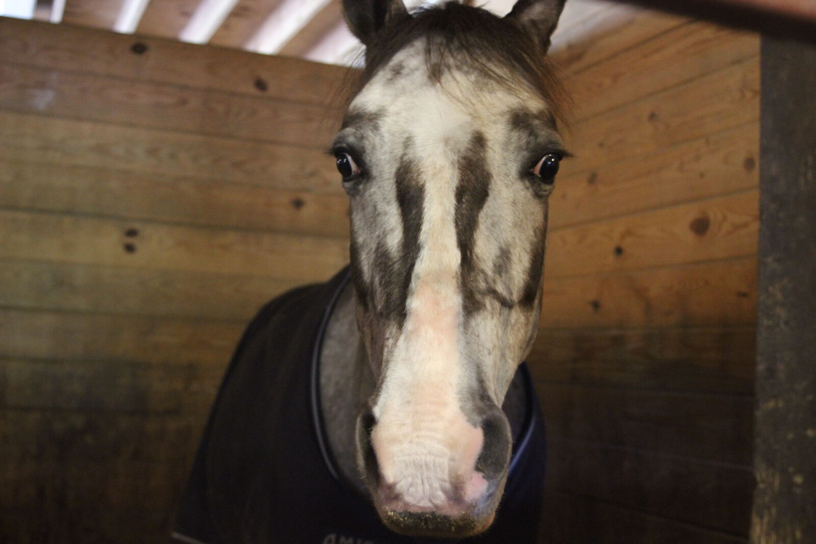 Canon EOS 600D (Rebel EOS T3i / EOS Kiss X5) sample photo. Animal, barn, brown, horse photography