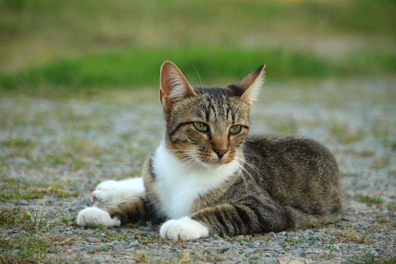 Canon EOS 100D (EOS Rebel SL1 / EOS Kiss X7) sample photo. Cat, kitten, mieze photography