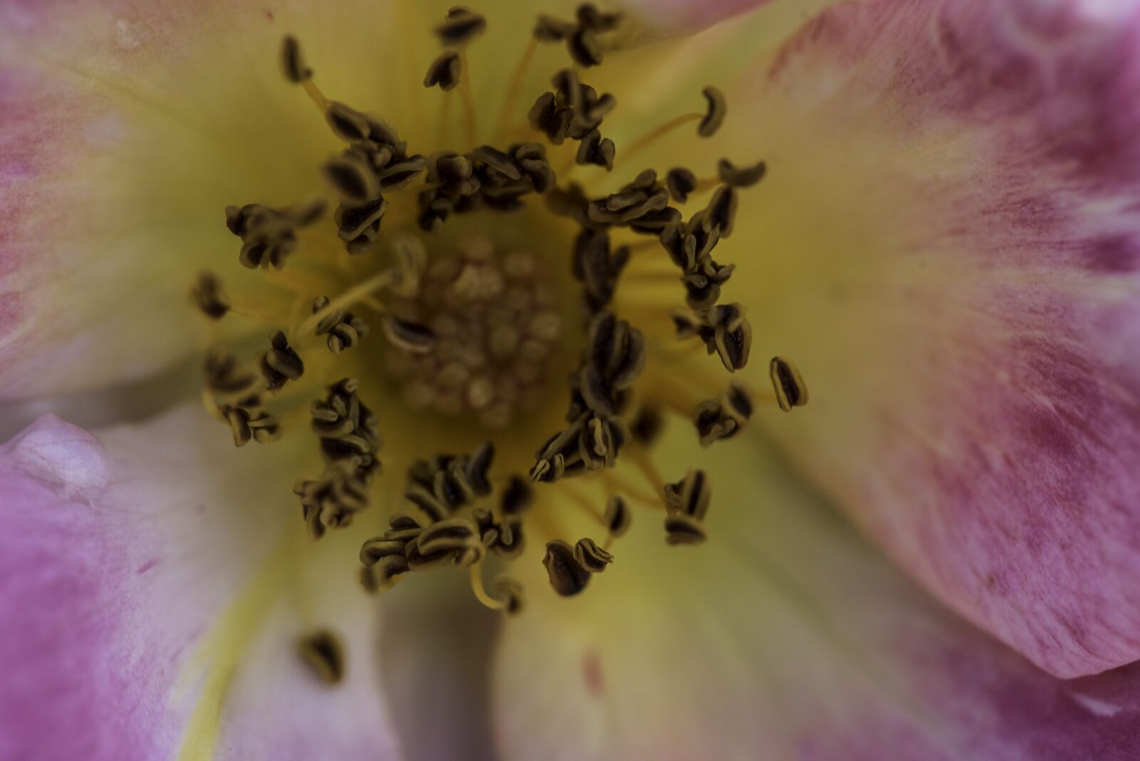 Nikon D750 sample photo. Flower, petals, pollen photography