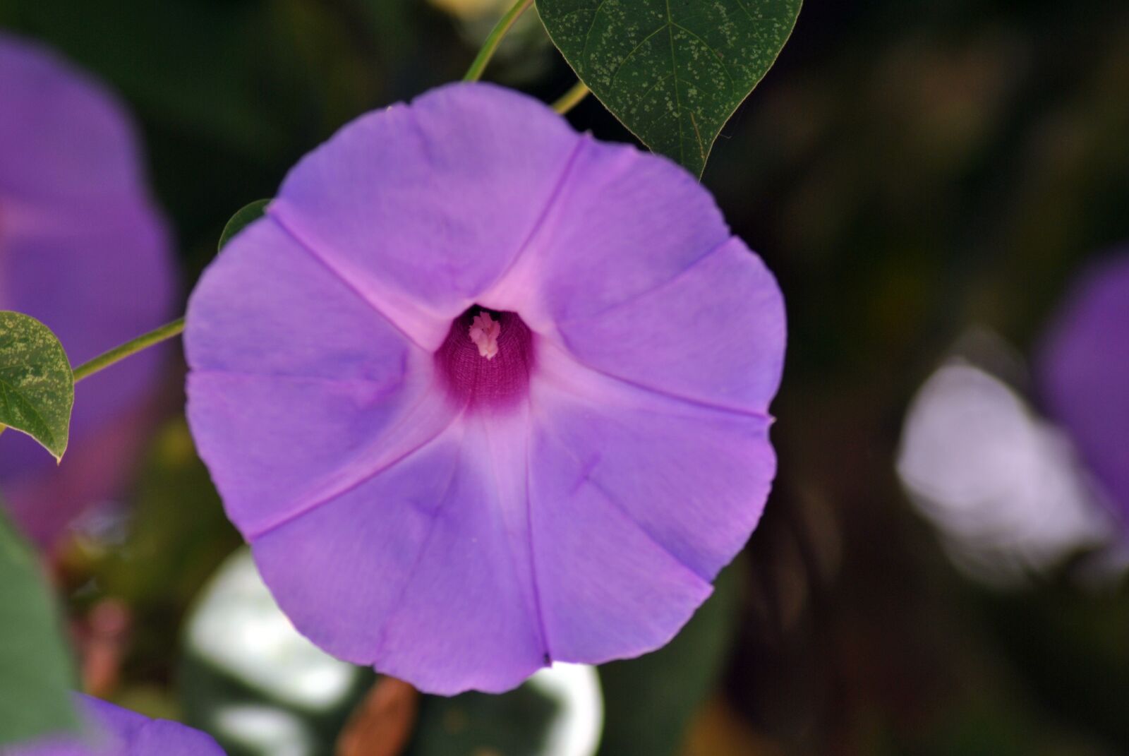 Nikon D3000 sample photo. Bell, flower, flora photography