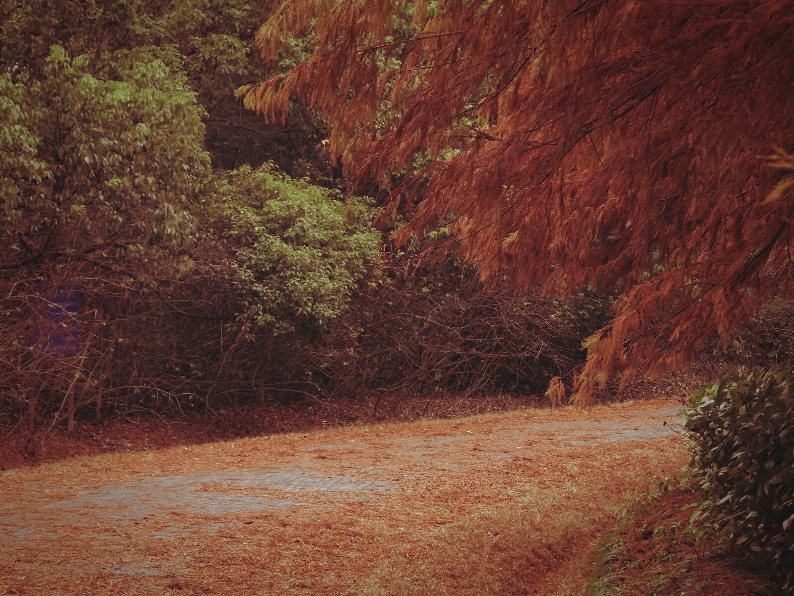 Nikon Coolpix P1000 sample photo. Red leaves, road, autumn photography