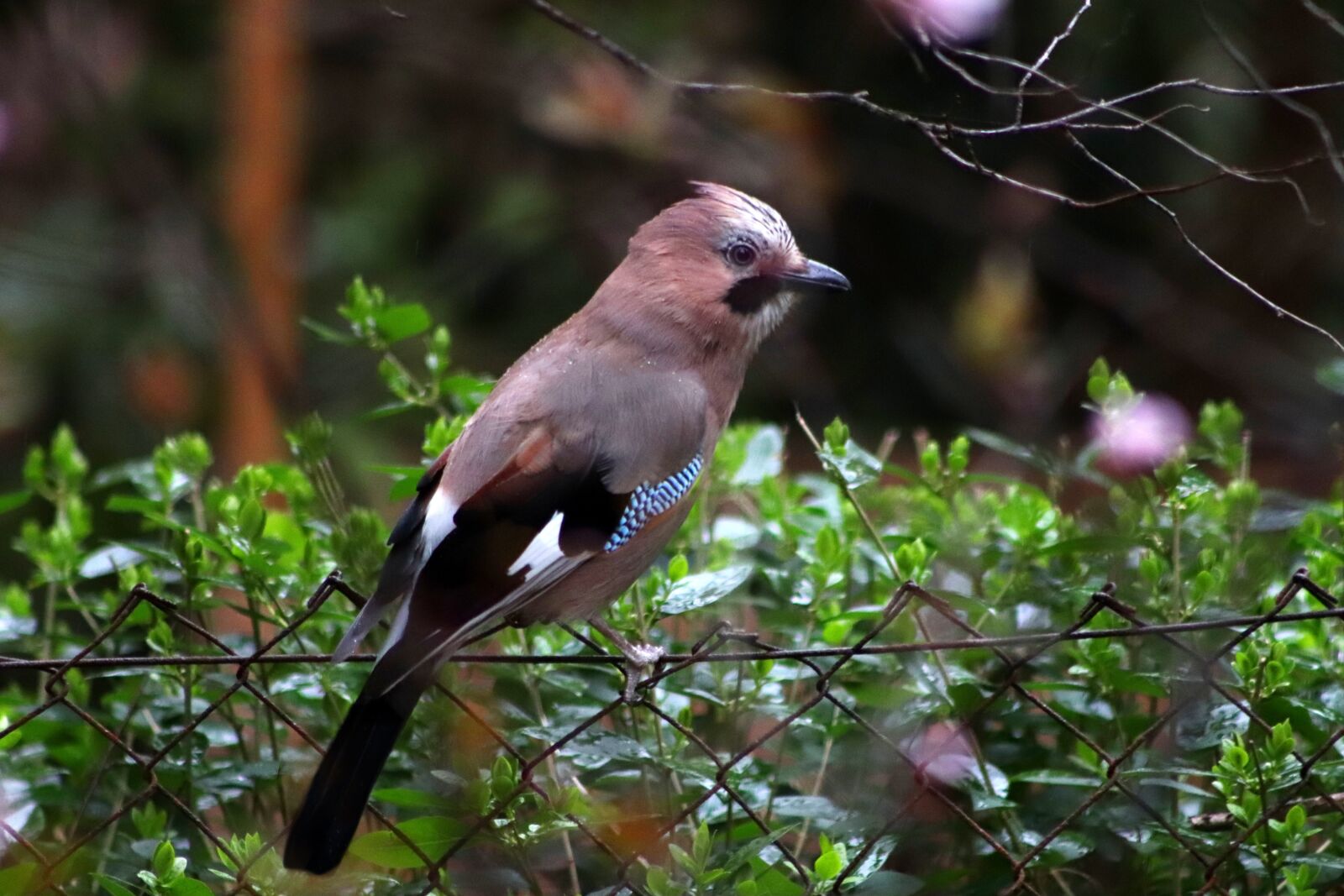 Canon EOS 800D (EOS Rebel T7i / EOS Kiss X9i) sample photo. Jay, raven bird, songbird photography