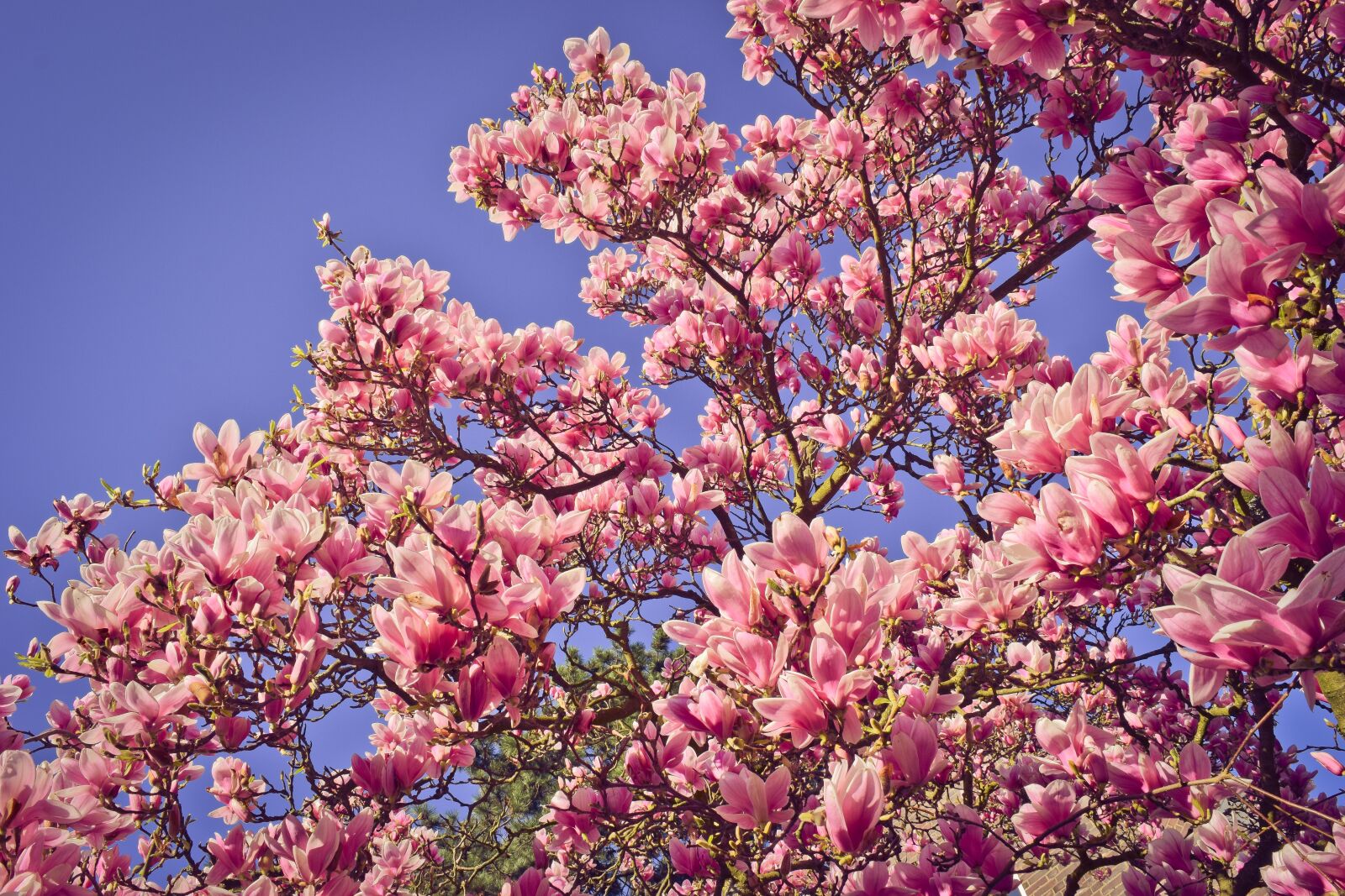 Nikon D3300 sample photo. Nature, tree, magnolia photography