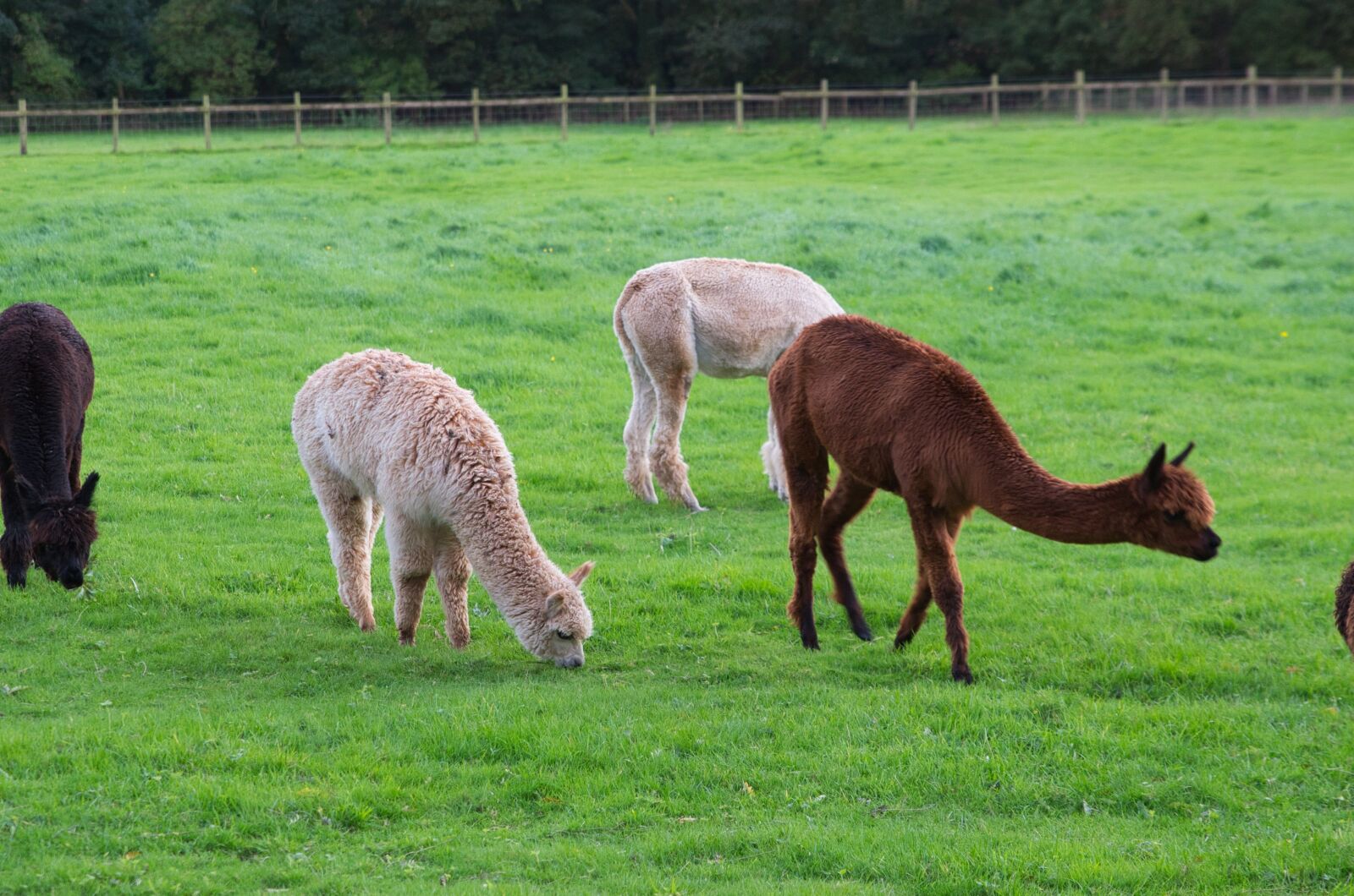 Nikon D7000 sample photo. Alpaca, grass, mammal photography
