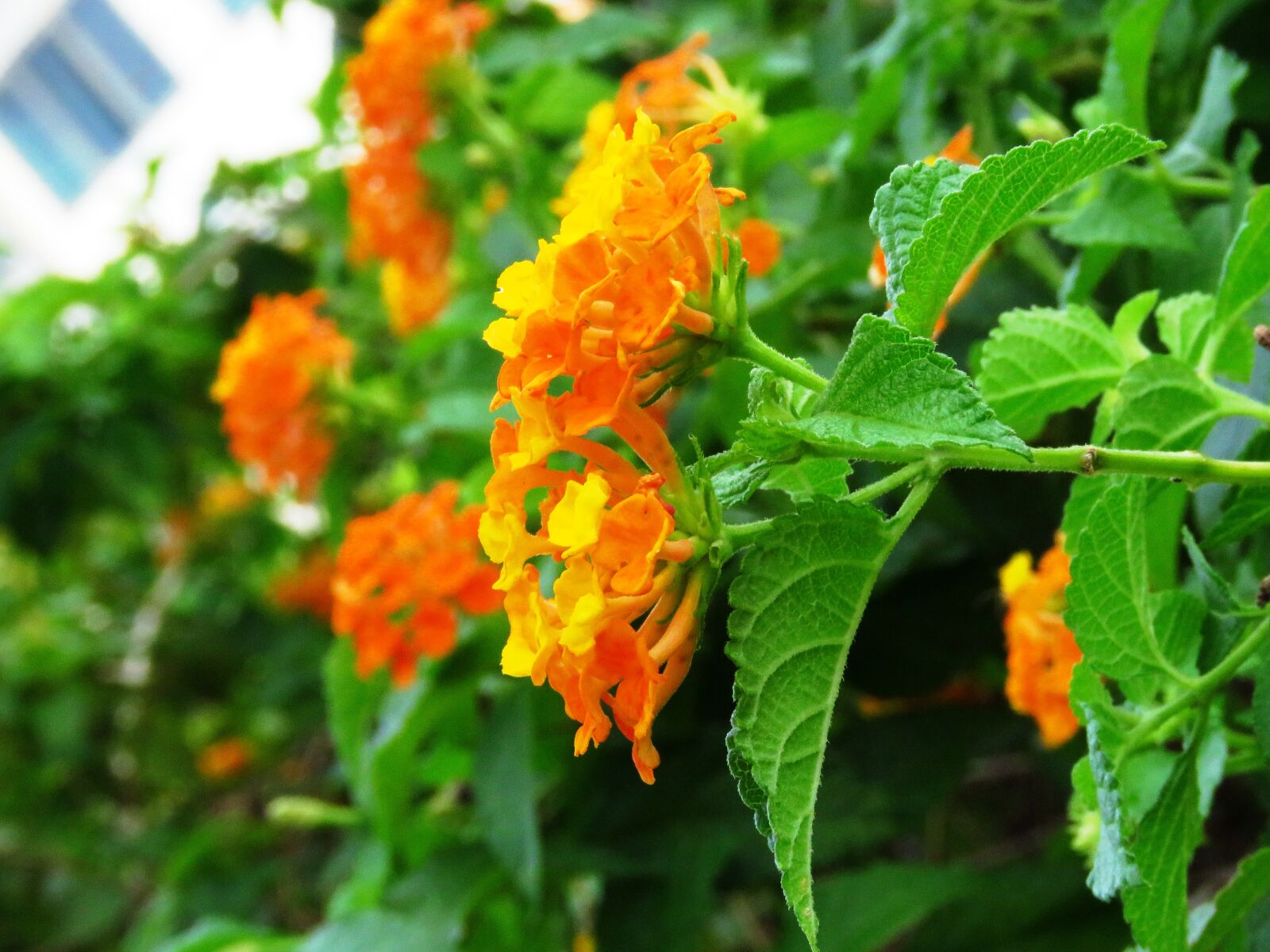 Canon PowerShot SX60 HS sample photo