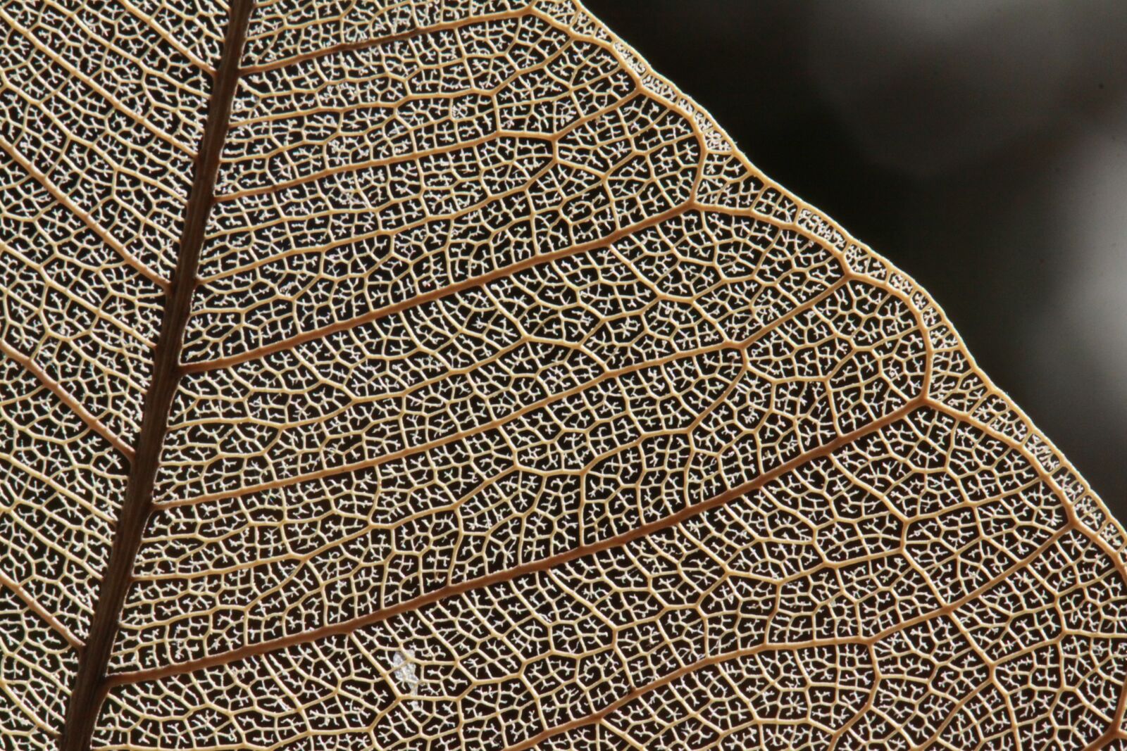 Canon EOS 50D sample photo. Leaf, ribs, macro photography