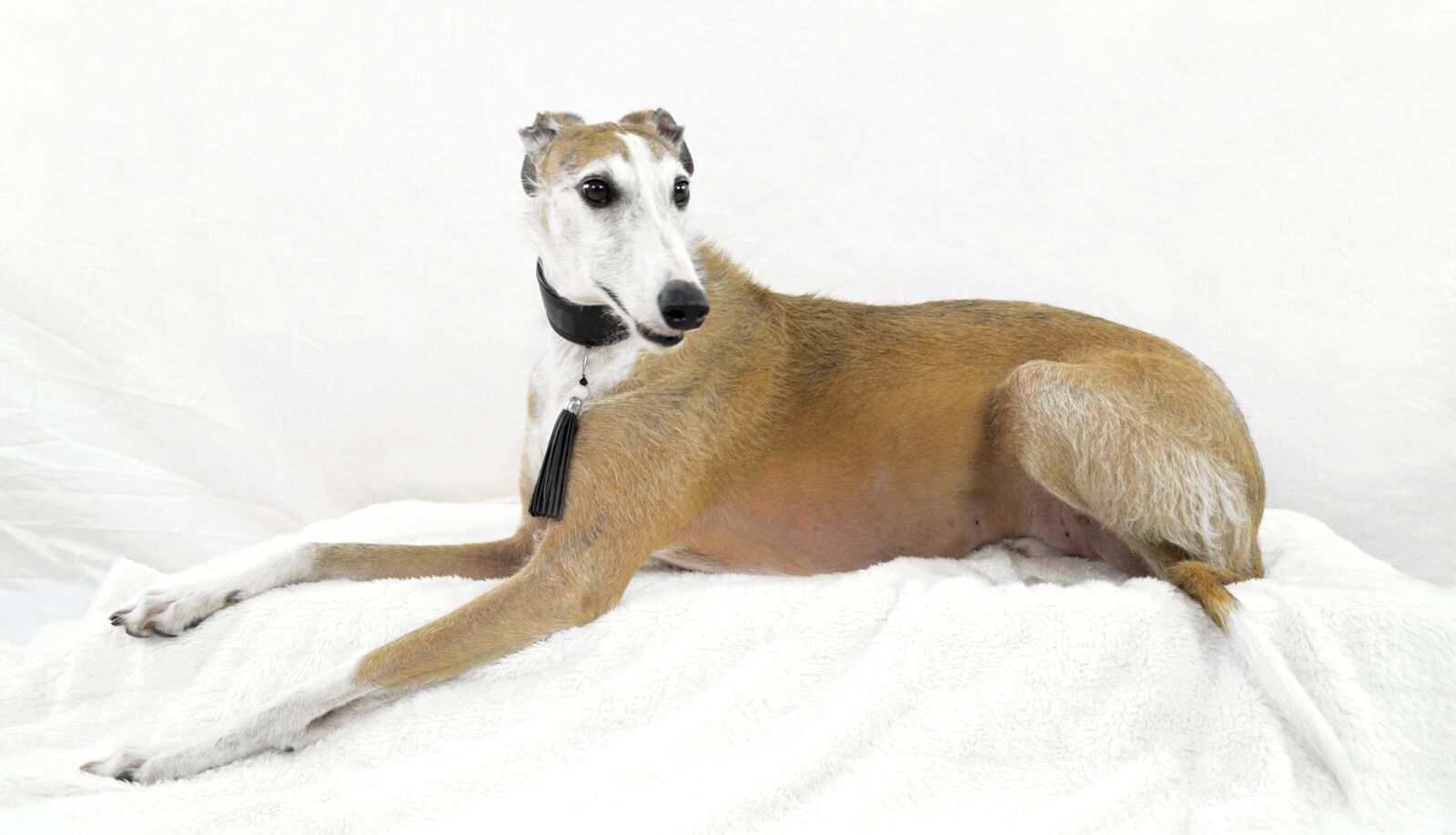 Nikon D5100 sample photo. Dog, podenko, greyhound photography