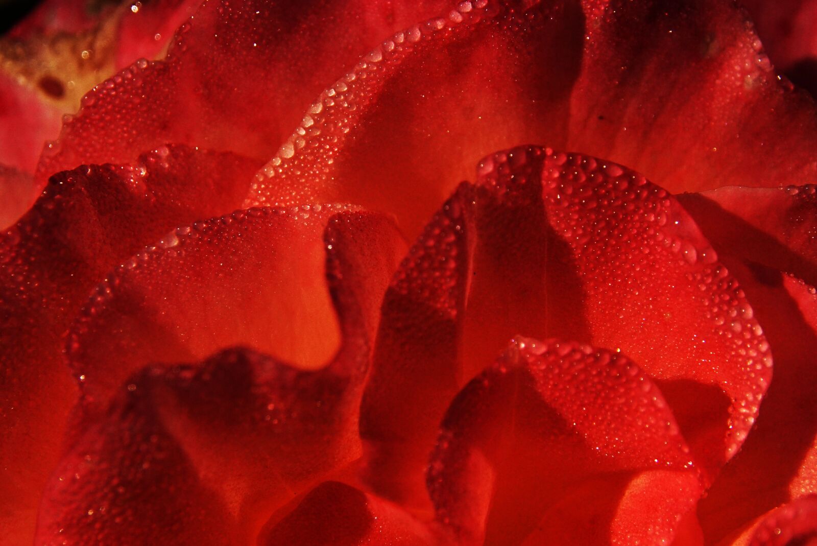 Sony ILCA-77M2 sample photo. Rose, red, flower photography