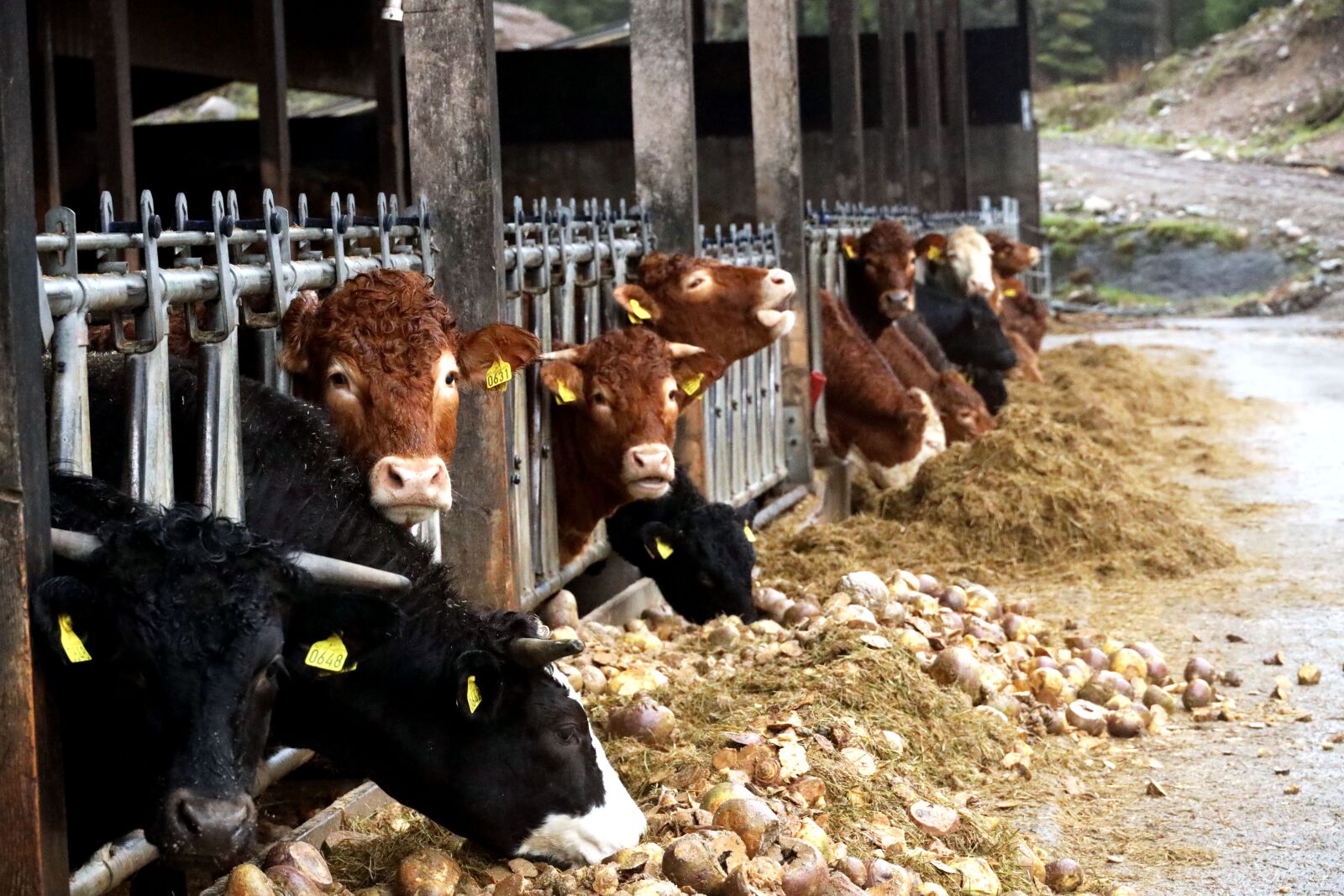 Canon RF 24-240mm F4-6.3 IS USM sample photo. Cattle, cowshed, animal photography