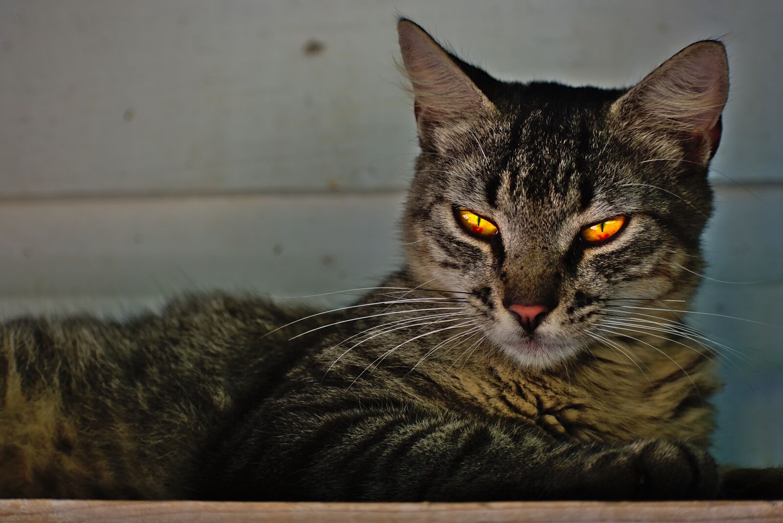 Nikon D7200 sample photo. Cat, animal, pet photography
