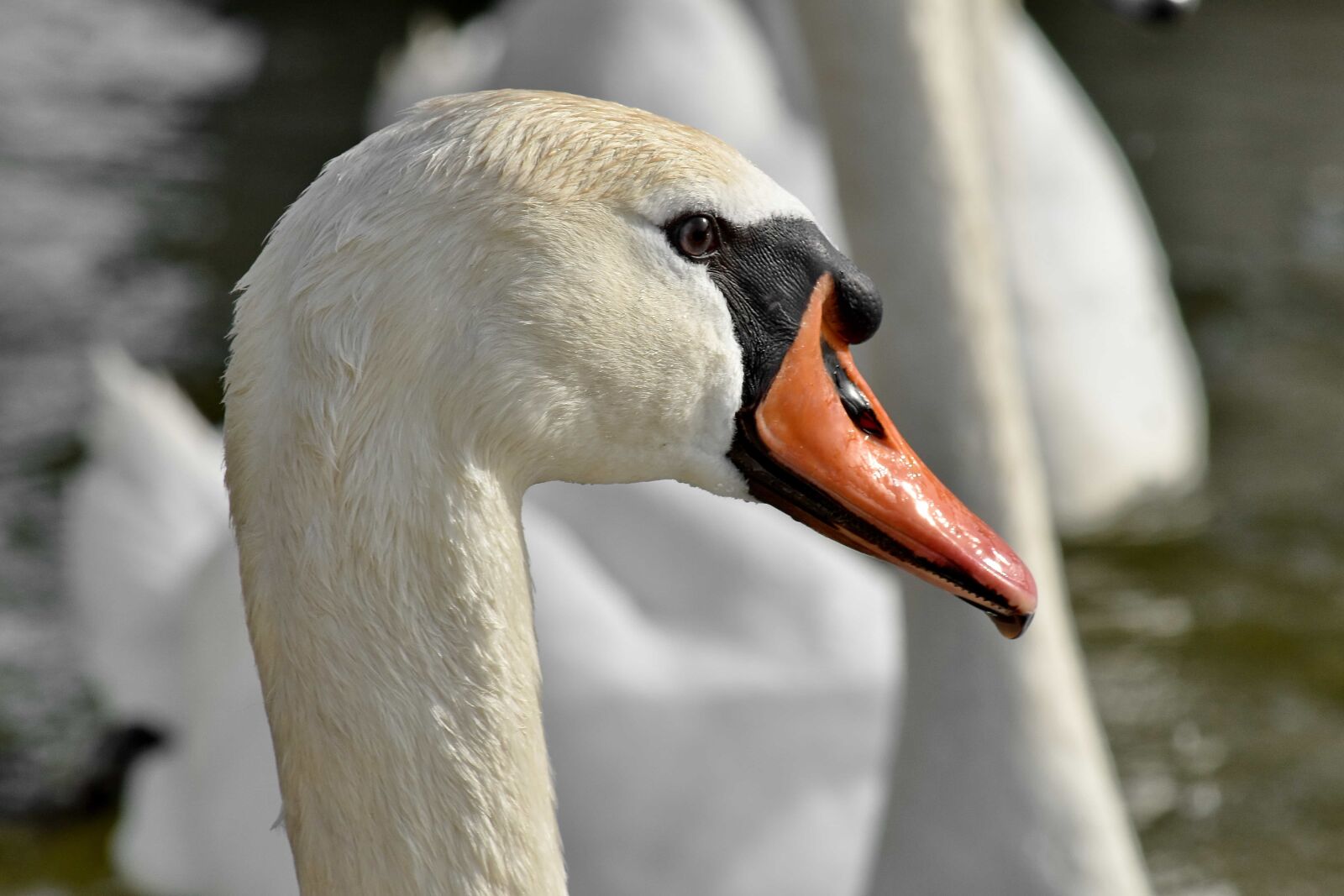 Nikon D5500 sample photo. Beak, eye, head, nose photography