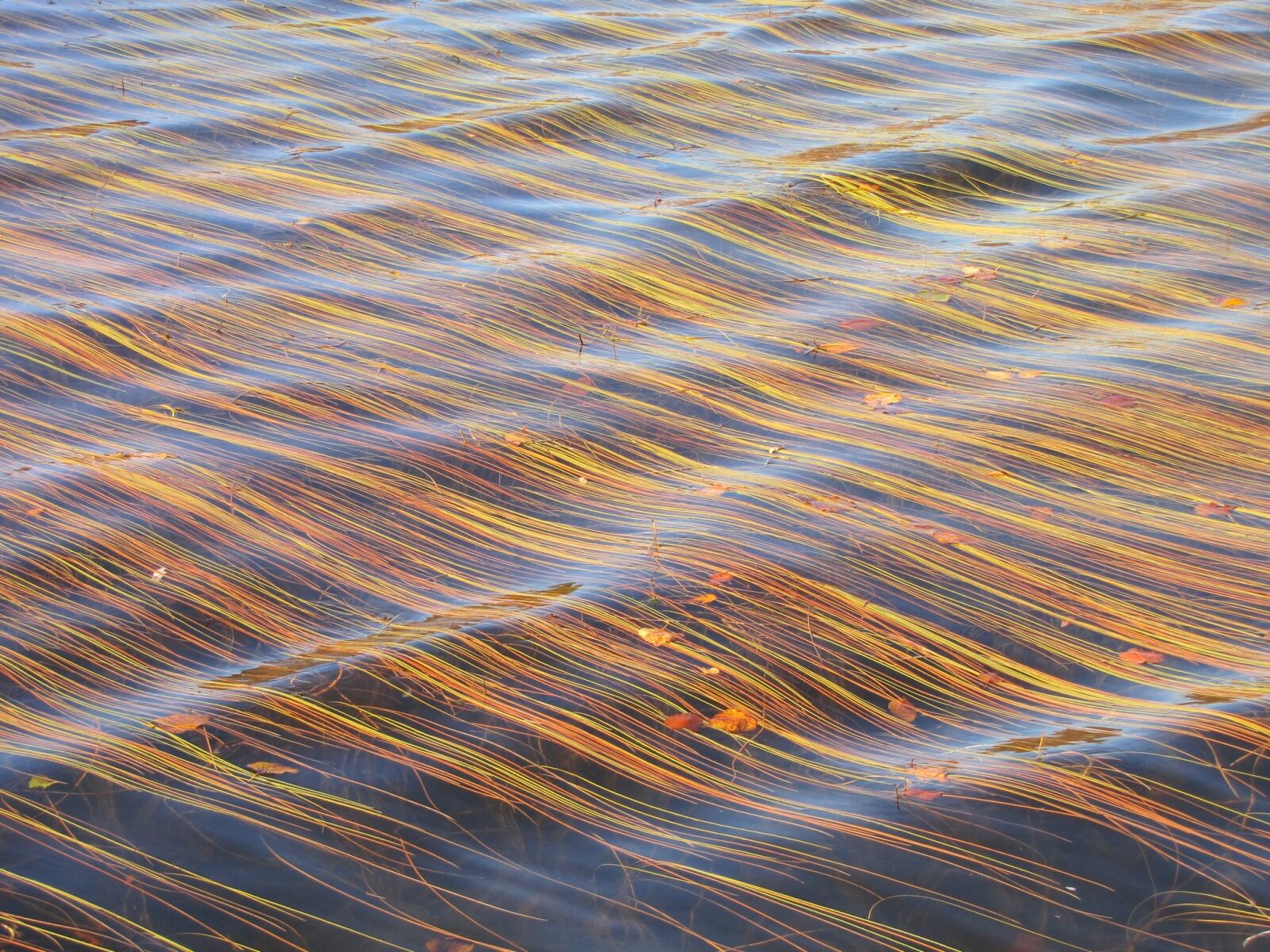 Canon PowerShot SX1 IS sample photo. Autumn foliage, weed, water photography