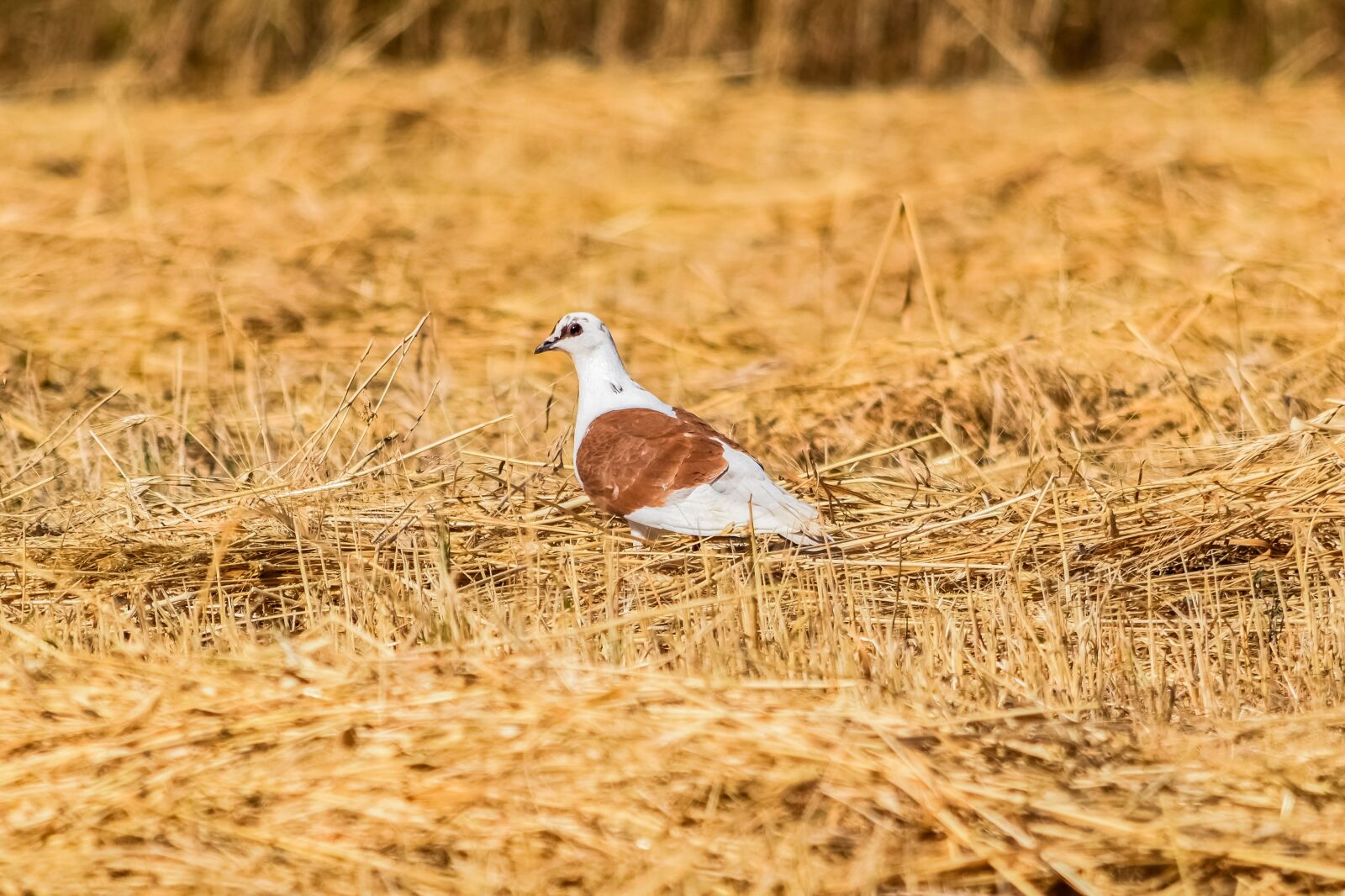 Nikon D3300 sample photo. Wild pigeon, barley, field photography
