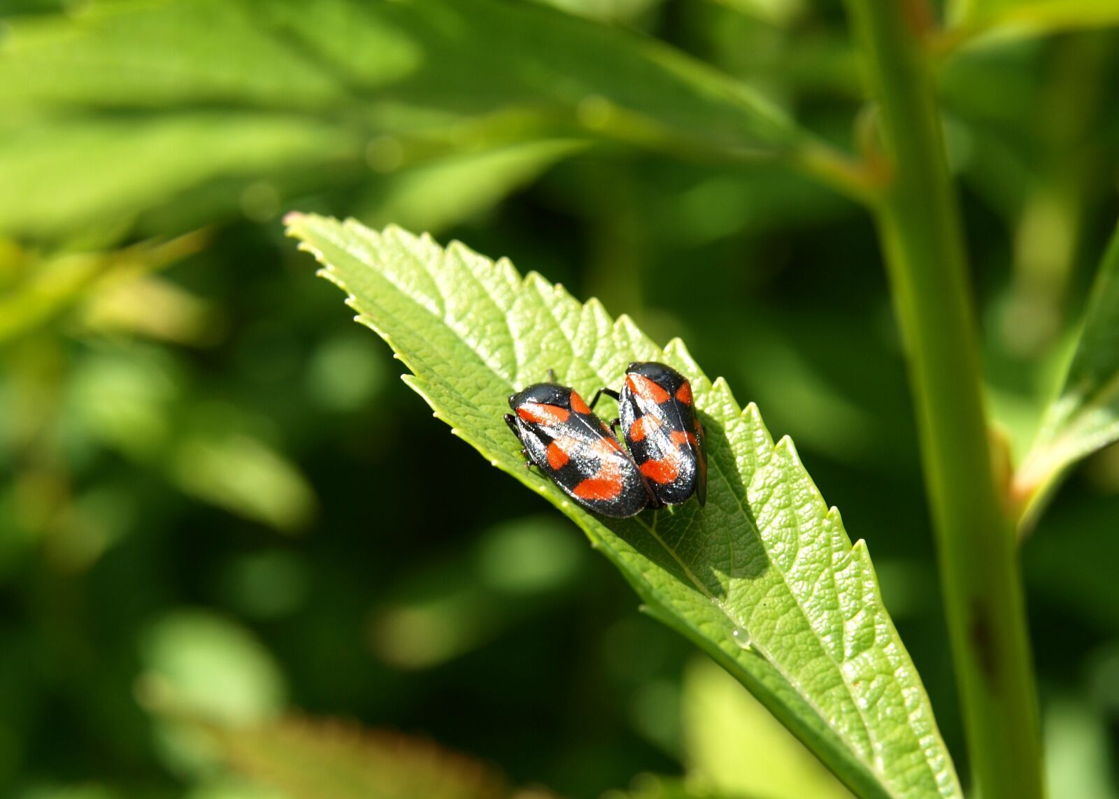 Olympus E-510 (EVOLT E-510) sample photo. Beetle, black red, close photography