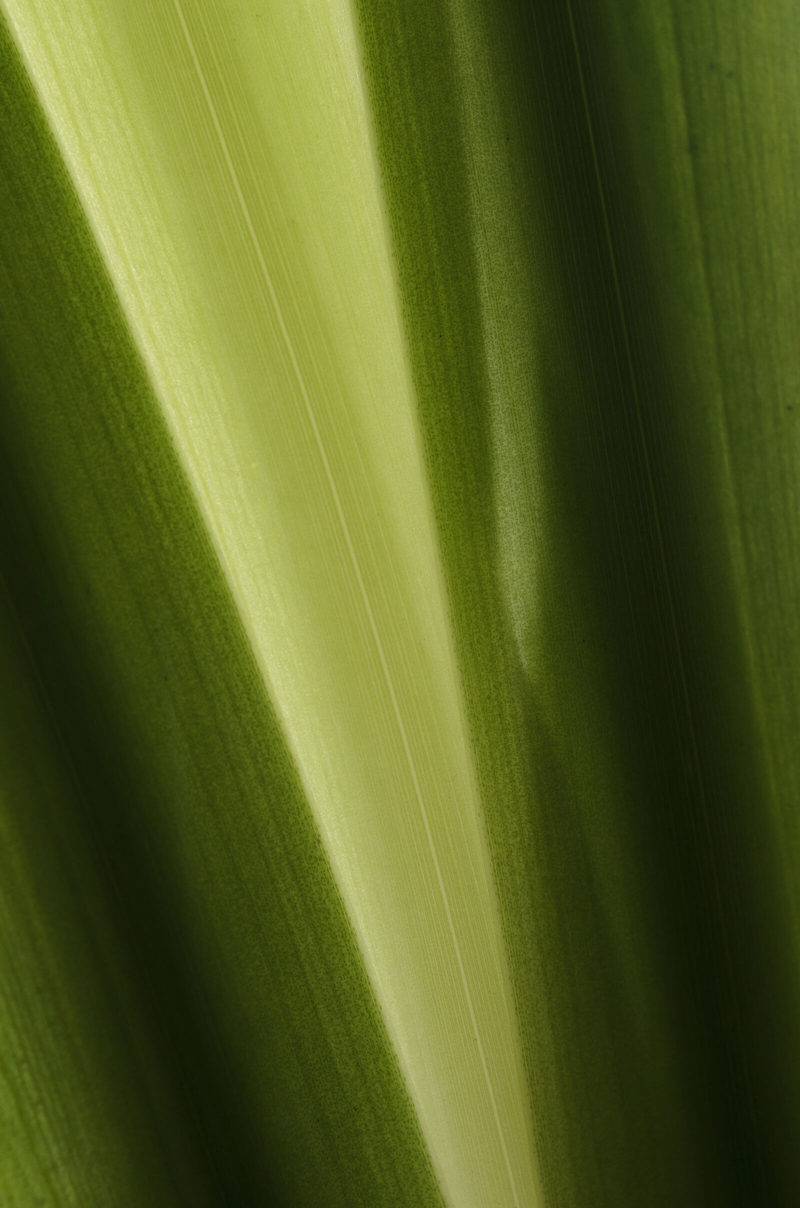 Nikon D7000 + Nikon AF-S Nikkor 50mm F1.8G sample photo. Abstract, abstrato, background, brazilian photography