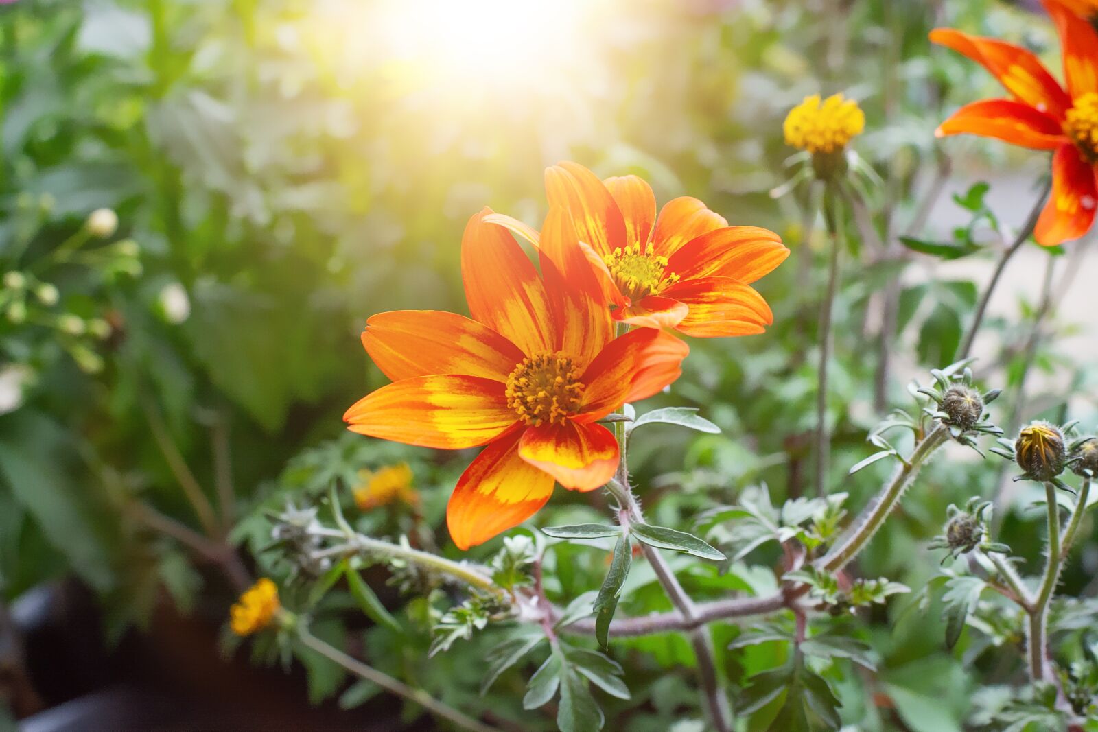 Nikon D7100 sample photo. Flowers, garden, orange photography