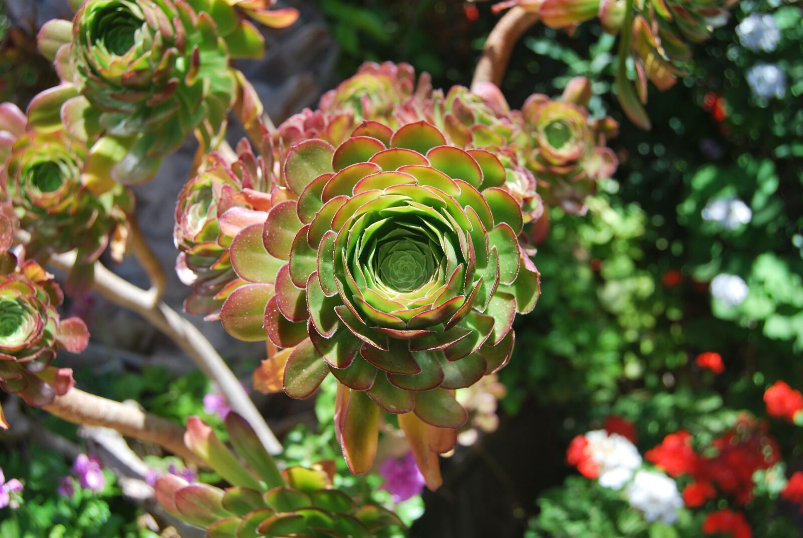 Nikon D60 sample photo. Flower, plant, nature photography