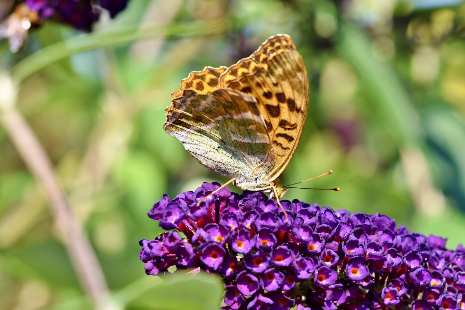 Nikon D7200 sample photo. Butterfly, large fritillary, color photography