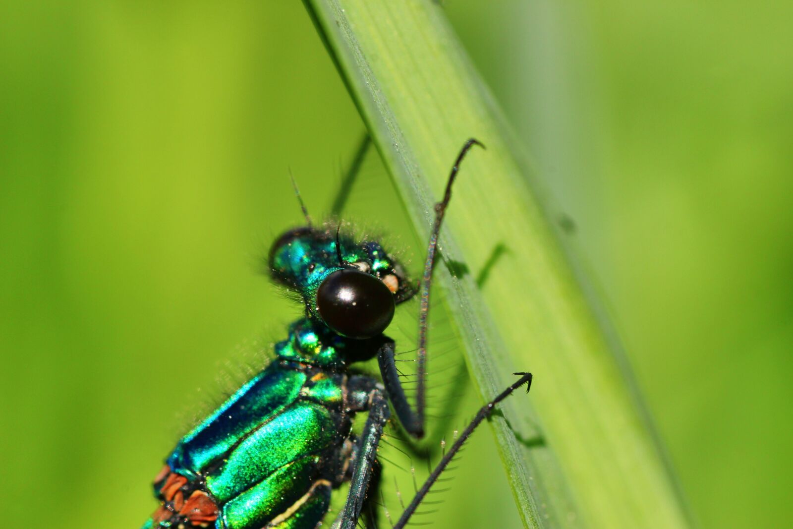 Tamron SP 90mm F2.8 Di VC USD 1:1 Macro sample photo. Banded demoiselle, demoiselle, insect photography