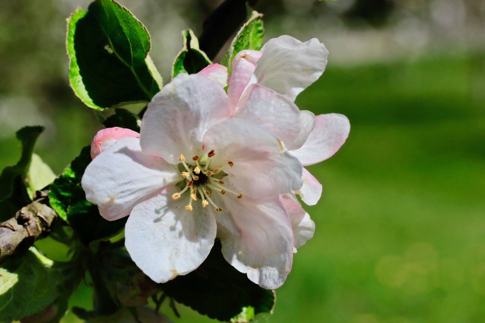 Canon EOS 77D (EOS 9000D / EOS 770D) sample photo. Blossom, bloom, spring photography