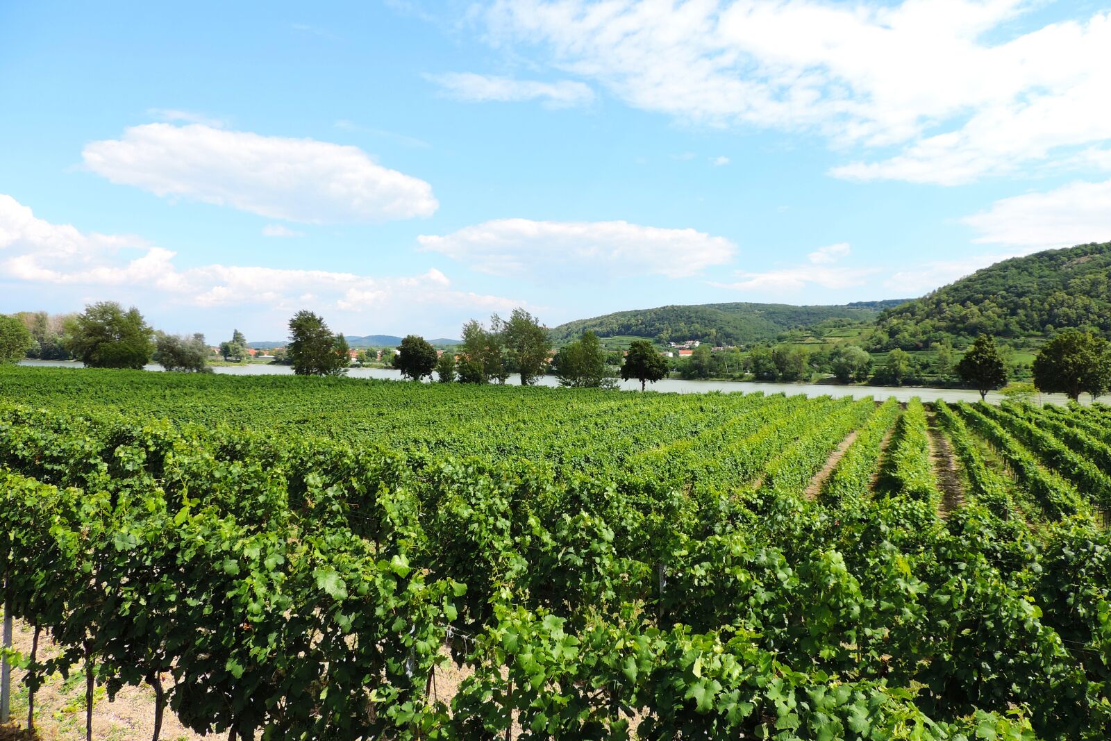 Nikon Coolpix P520 sample photo. Austria, danube, wachau photography