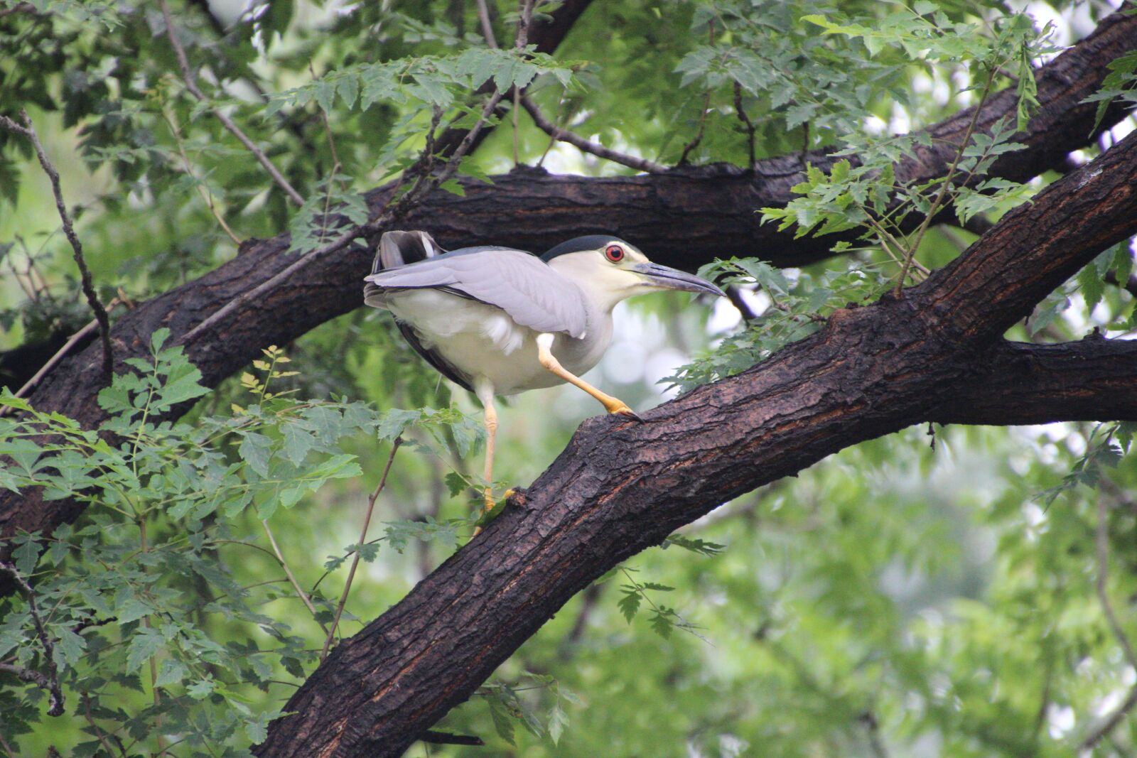 Canon EOS 600D (Rebel EOS T3i / EOS Kiss X5) sample photo. Night heron, perched night photography