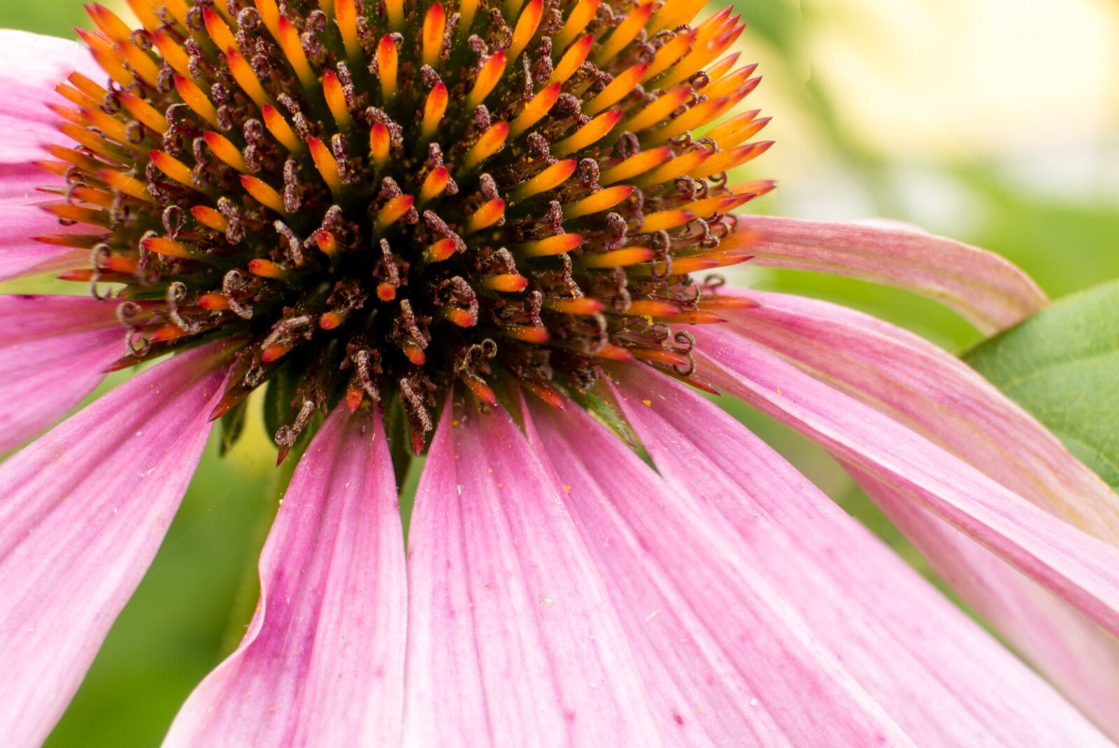 Olympus PEN E-PL7 sample photo. Flower, purple, nature photography