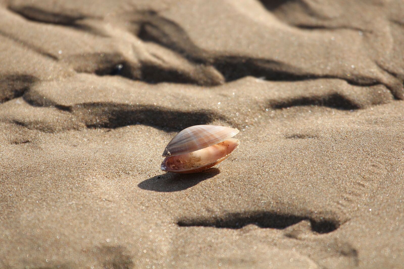 Canon EOS 60D sample photo. Abandoned shells, low tide photography