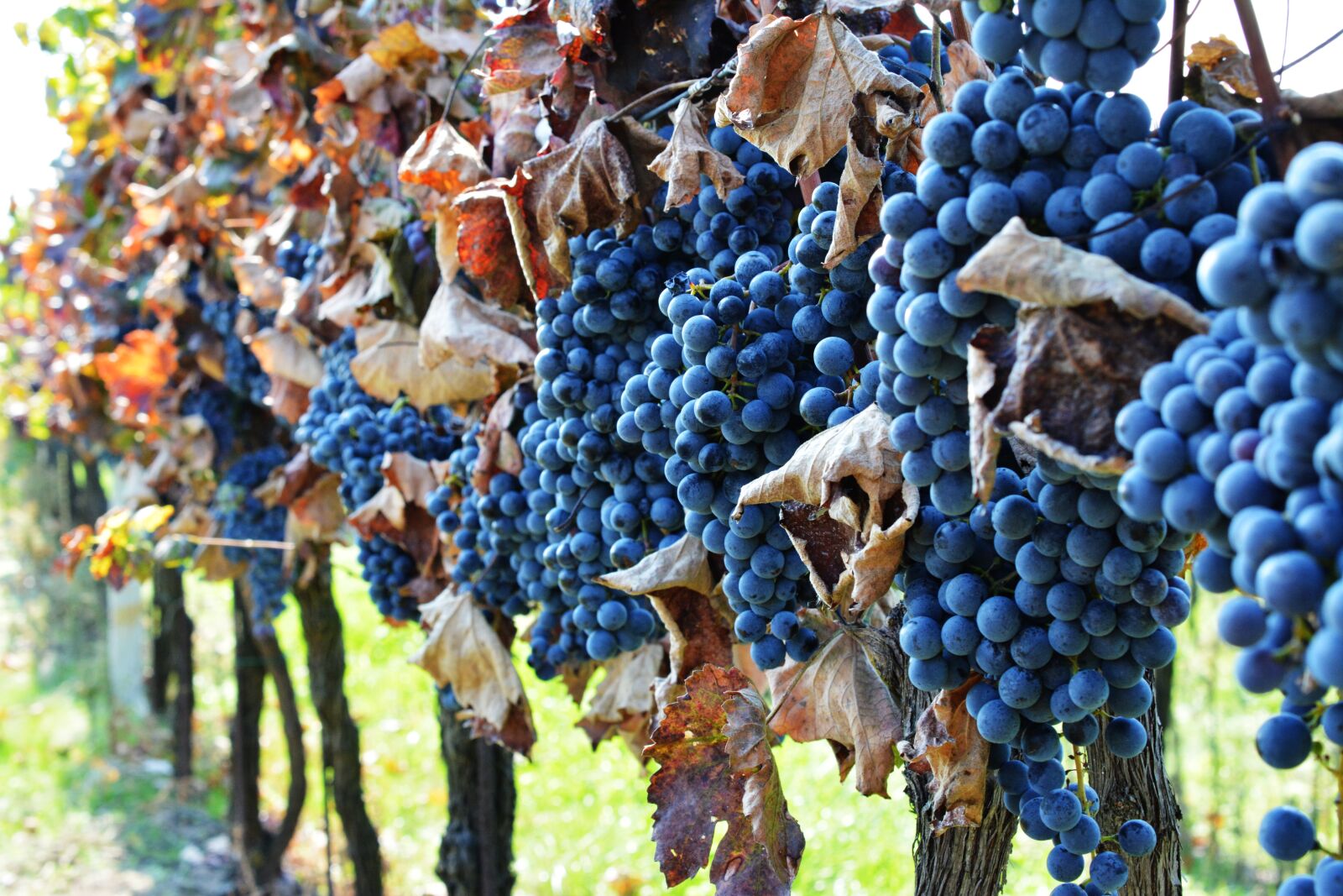 Nikon D5200 sample photo. Vineyard, the grapes, wine photography