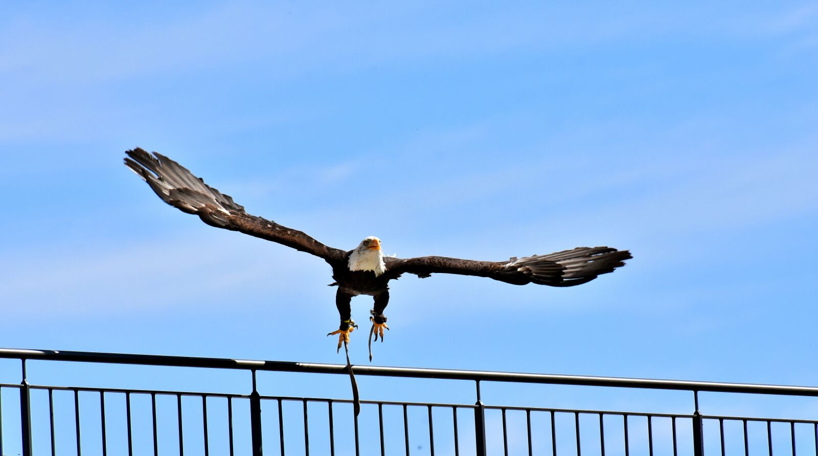 Nikon D7200 sample photo. Adler, bald eagle, flying photography