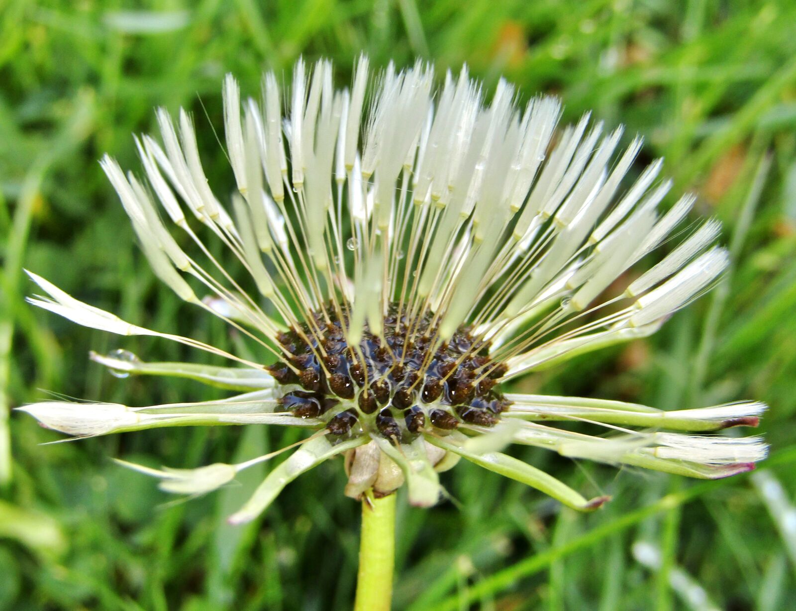Canon POWERSHOT SX432 IS sample photo. Dandelion, wet, rain photography