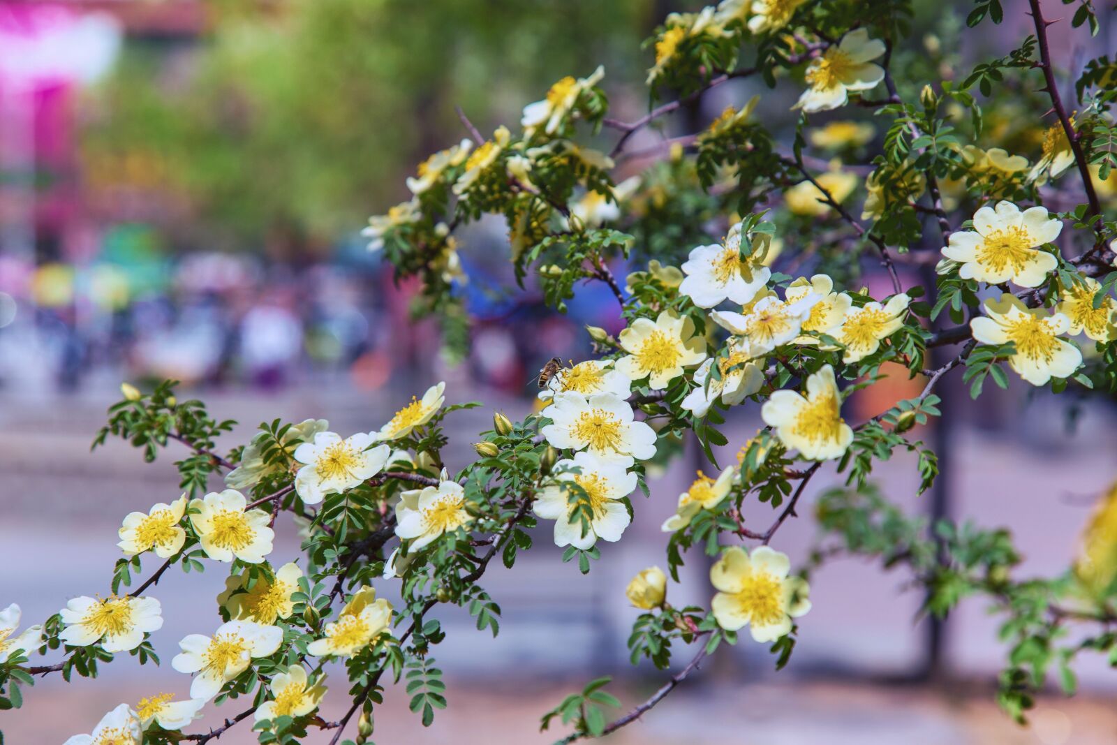 Canon EOS 6D + Canon EF 24-105mm F4L IS USM sample photo. Flowers, park, blossom photography
