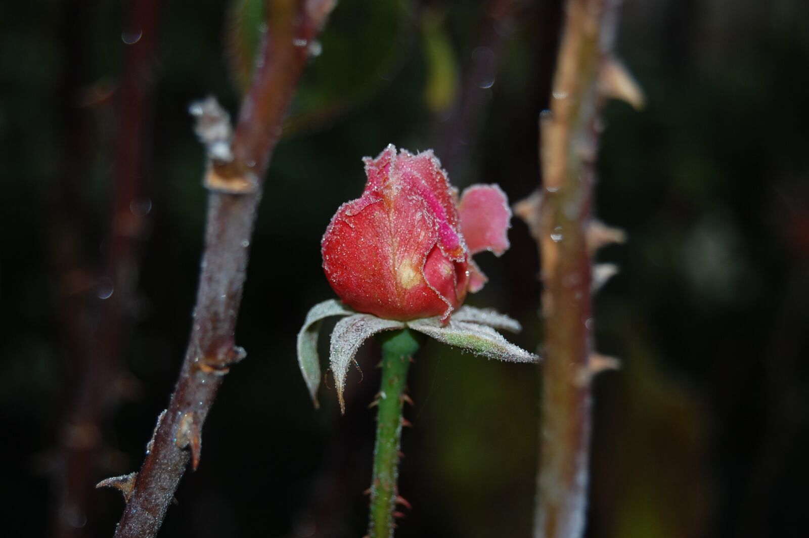 Nikon D40 sample photo. Rose bud, pink, flower photography