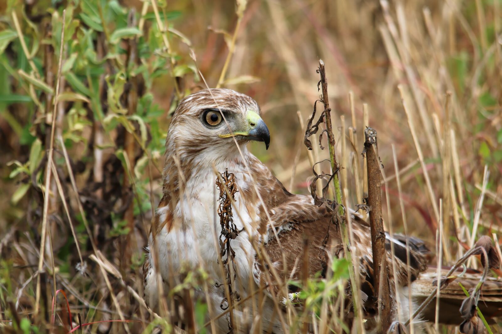 Canon EOS 70D sample photo. Red-tailed hawk, bird, predator photography