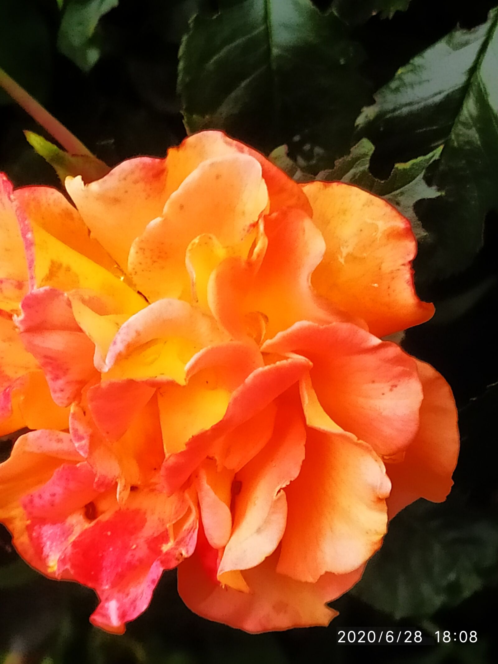 Xiaomi Redmi Note 7 sample photo. Nature, flowers, botany photography