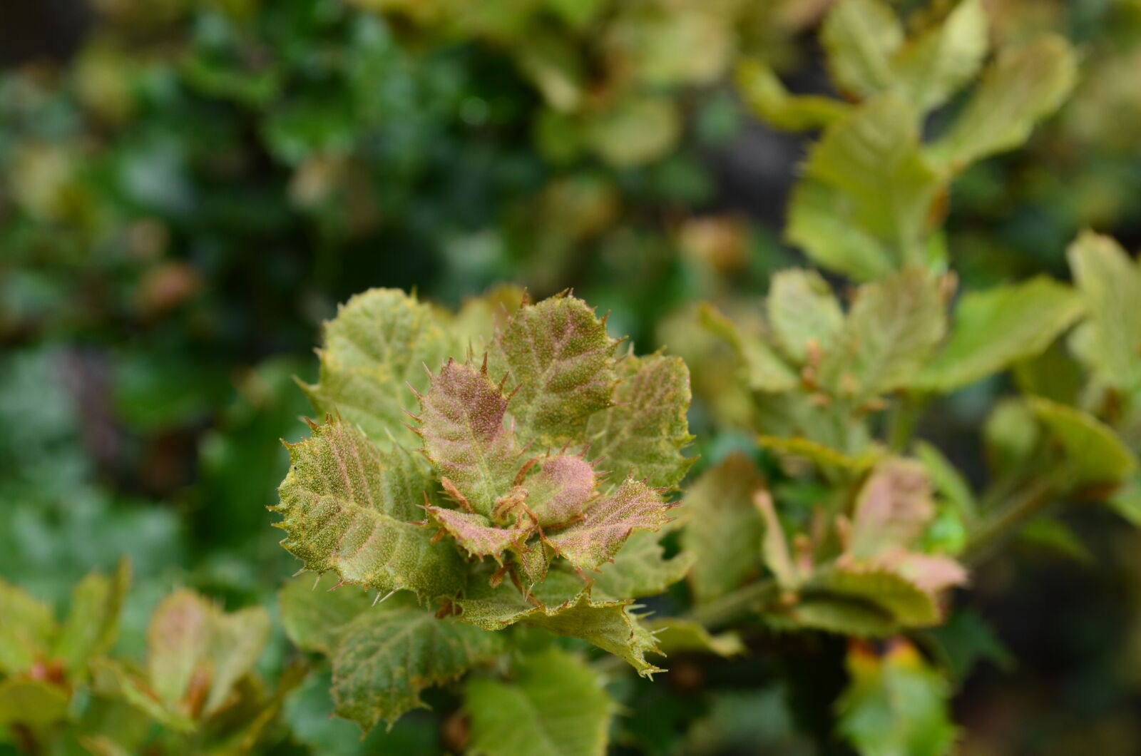 Nikon D5100 sample photo
