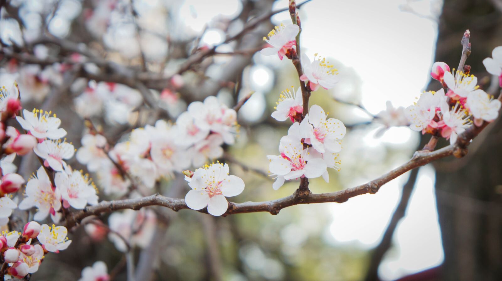 Sony Alpha NEX-5 + Sony E 18-55mm F3.5-5.6 OSS sample photo. Cherry plum, blooms, spring photography