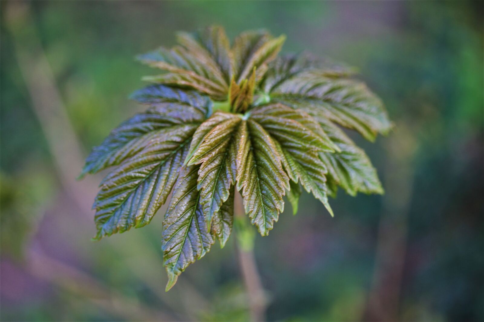 Canon EOS 7D sample photo. Leaves, boy shoots, branch photography