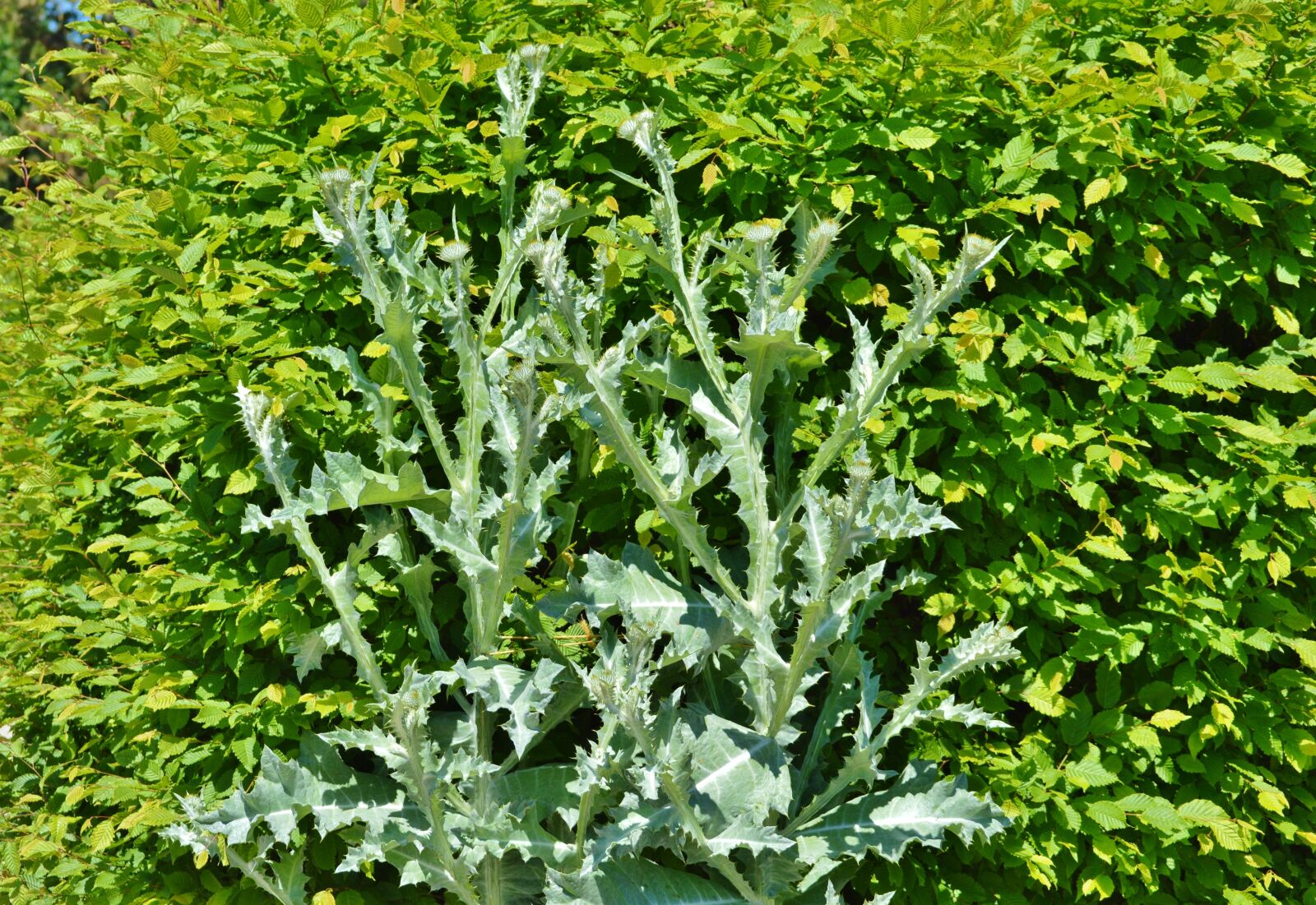 Nikon D3200 sample photo. Thistle, silver thistle, prickly photography