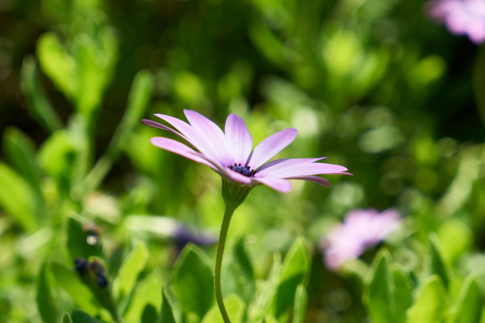 Sony a7R II sample photo. Flower, spring, nature photography