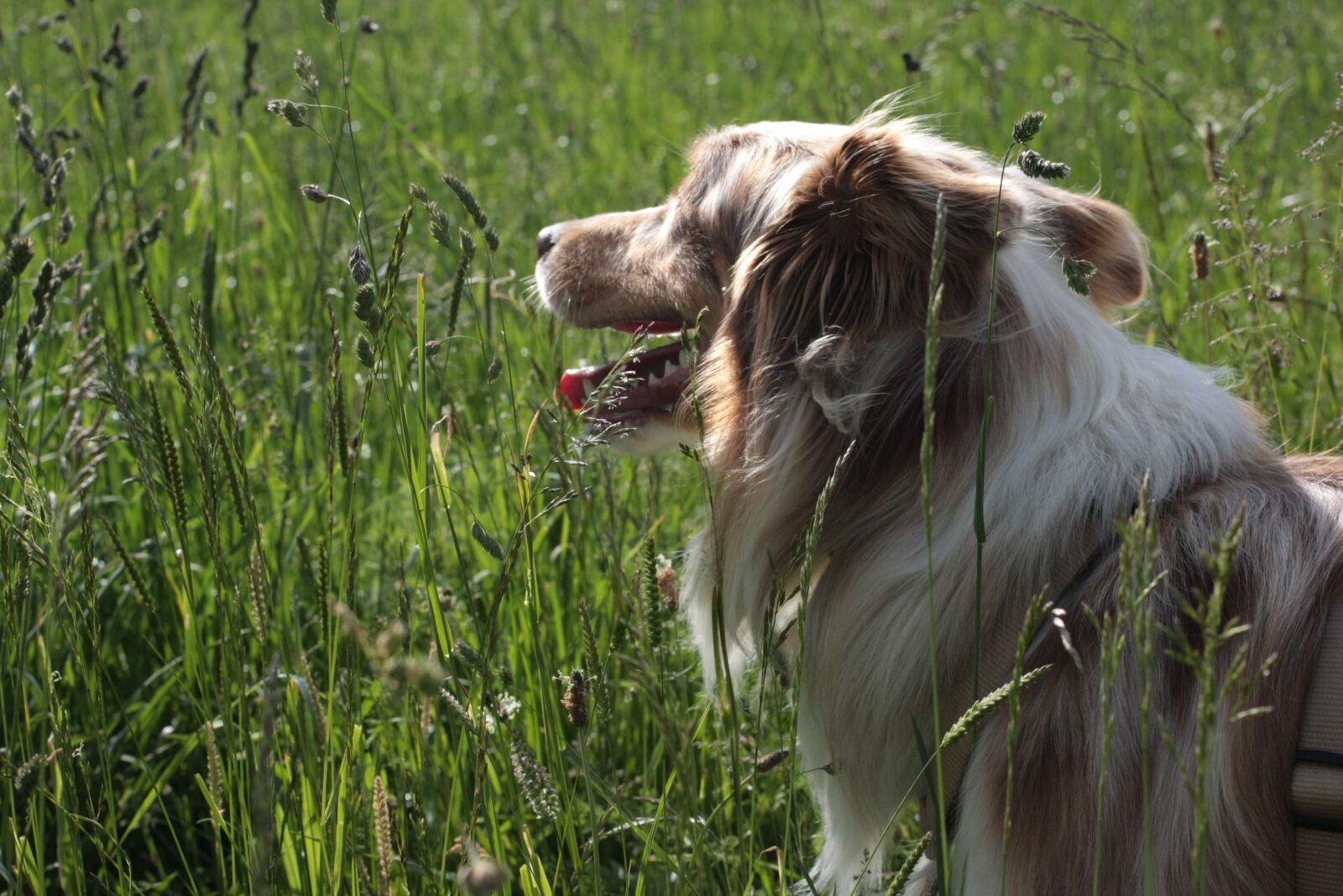 Canon EOS 40D sample photo. Dog, meadow, nature photography