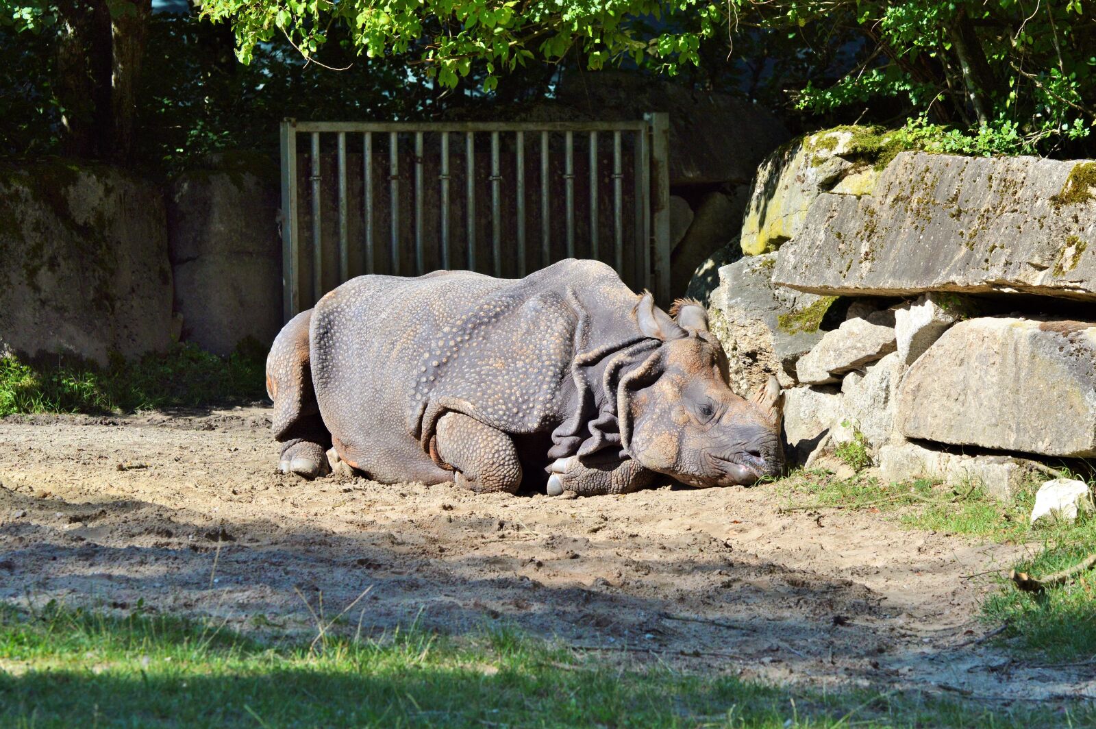 Nikon D3200 sample photo. Rhino, animal, mammal photography