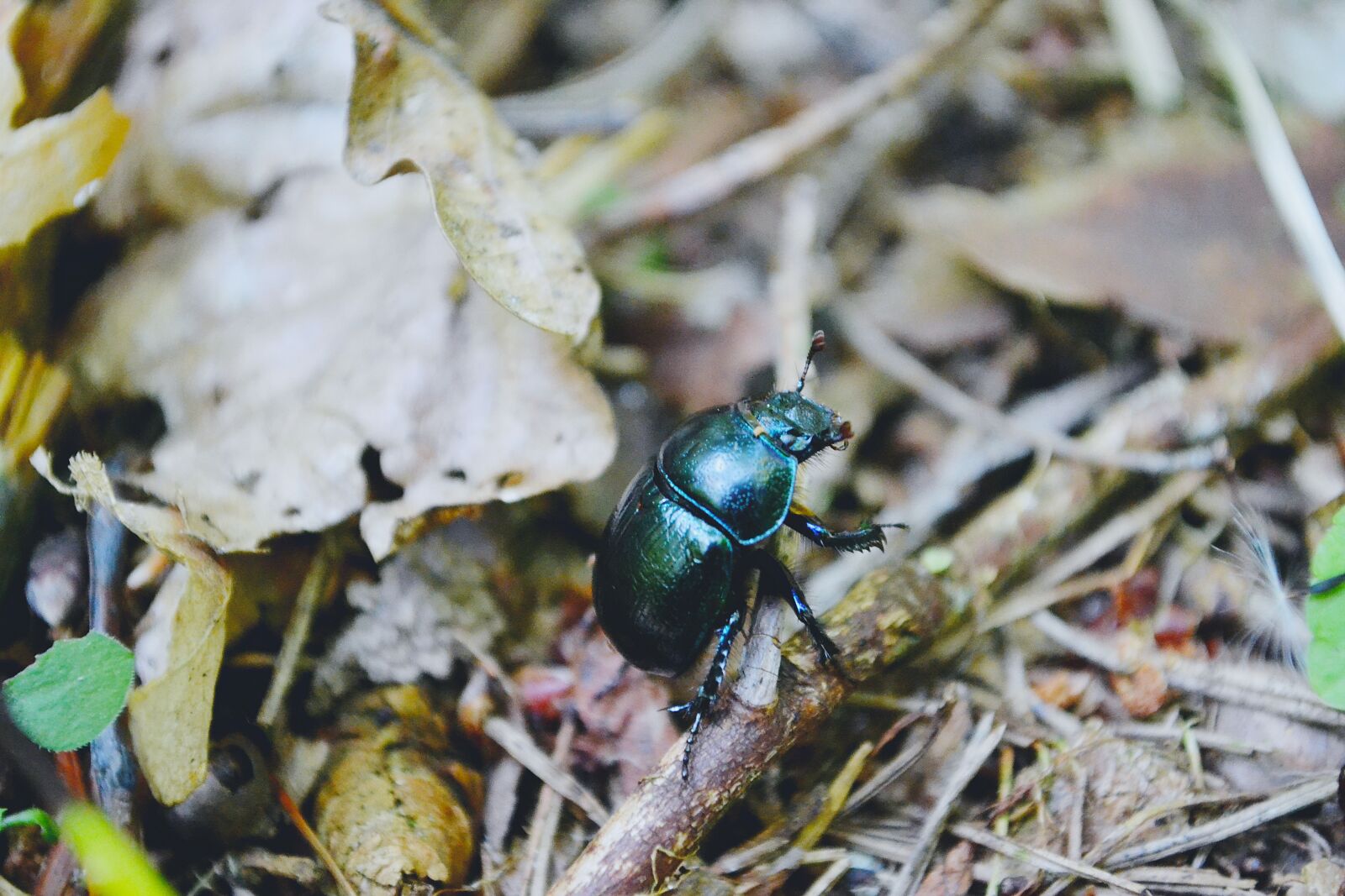 Nikon D3100 sample photo. Nature, beetle, bug photography