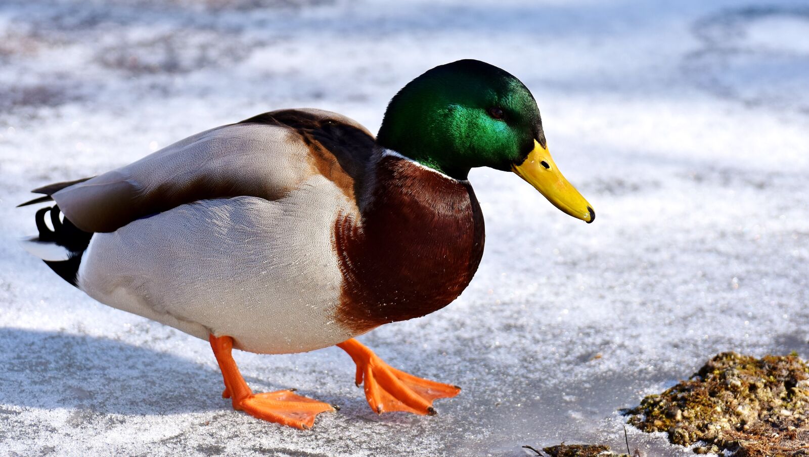 Nikon D7200 sample photo. Mallard, males, snow photography