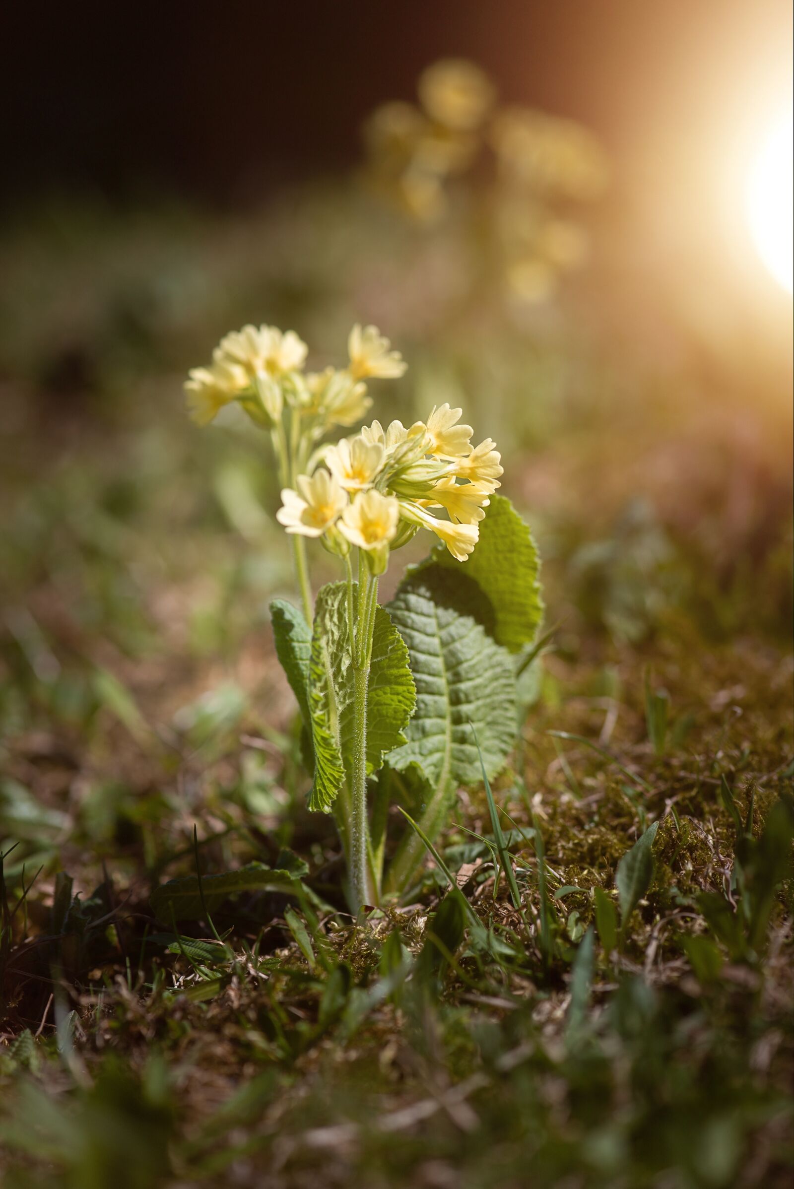 Nikon D750 sample photo. Cowslip, pointed flower, spring photography